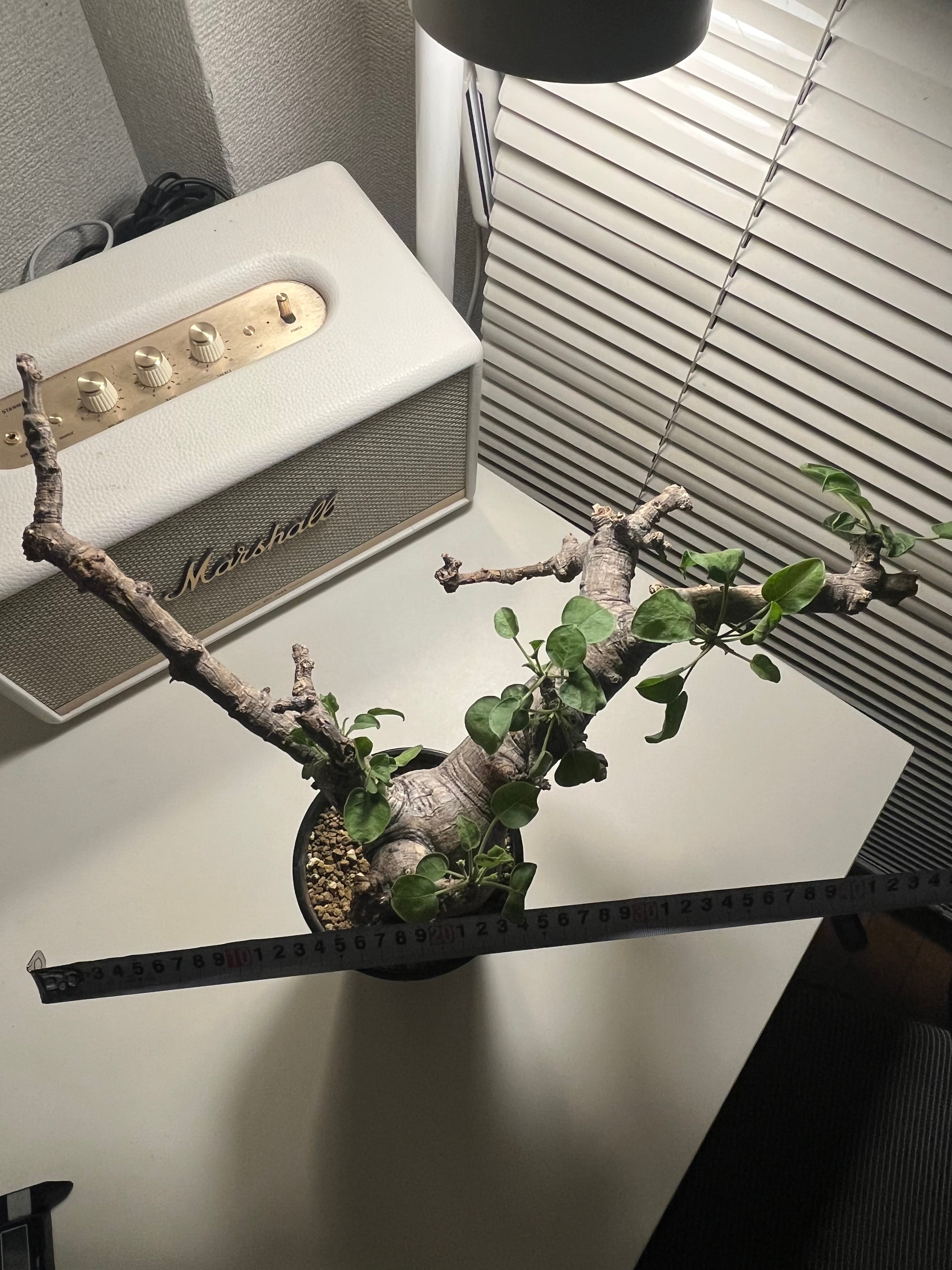 幻ノ灌木】コミフォラ ドレイクブロックマニー 塊根植物 灌木植物