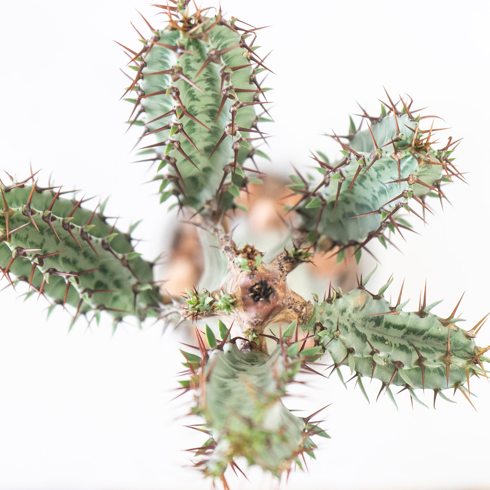 ≪レア植物 ≫室内管理もオッケーなコンフィナリスの鉢植え｜ザラっとした風合いの手作りモルタル鉢