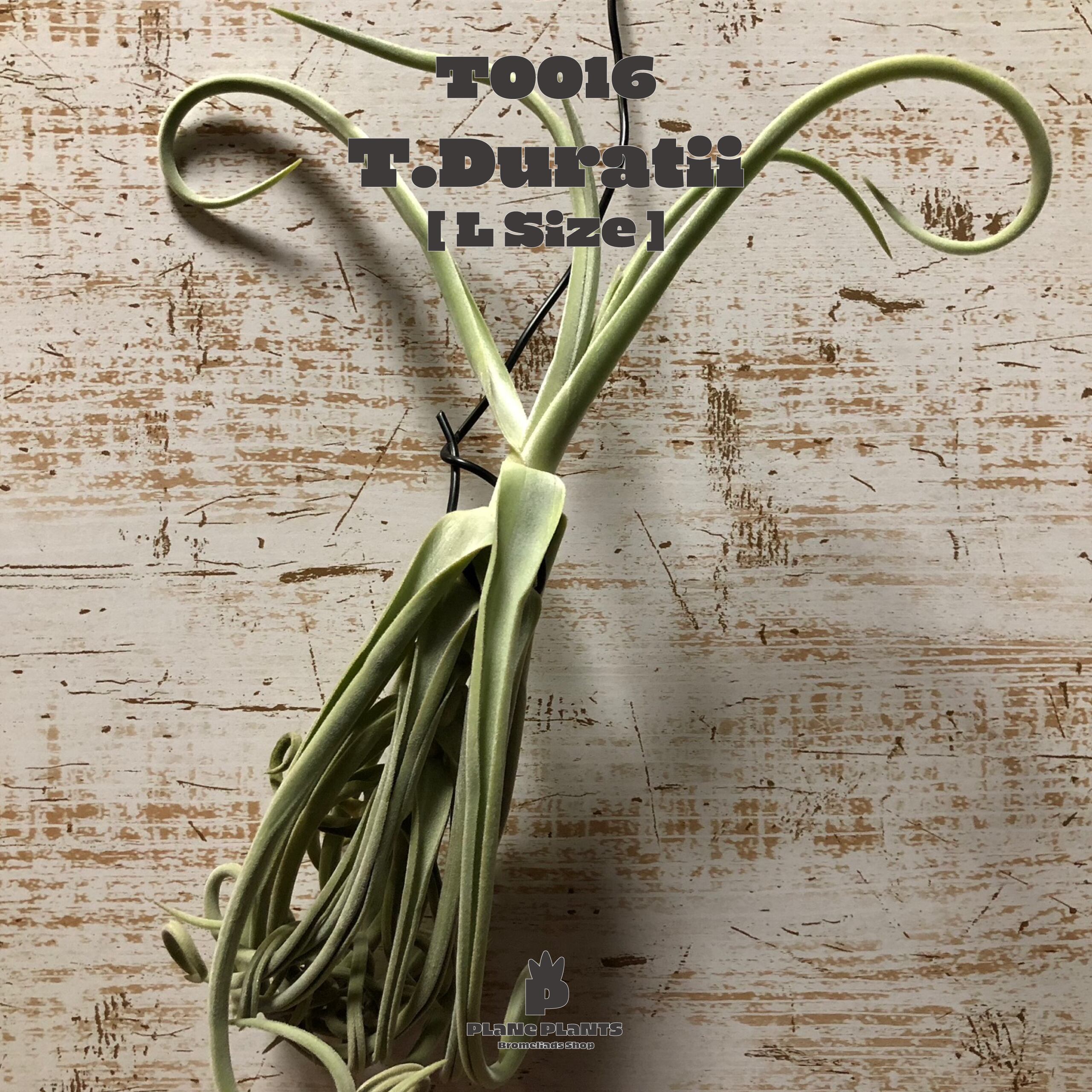 【送料無料】ドゥラティ L〔エアプランツ〕現品発送T0016