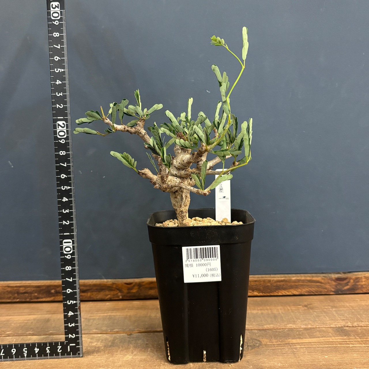 センナ メリディオナリス【574】