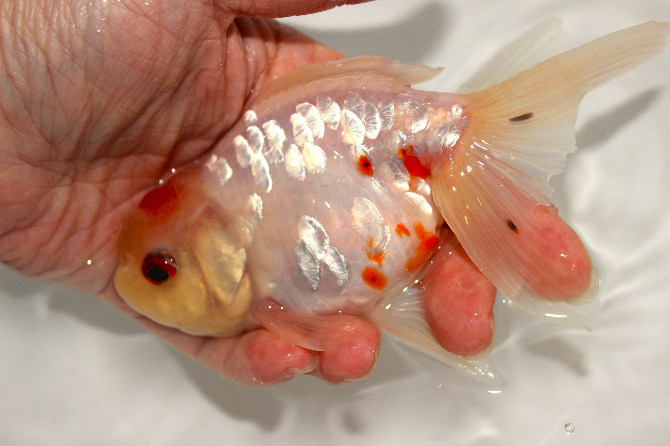 上物金魚 | 金魚専門店 和の美