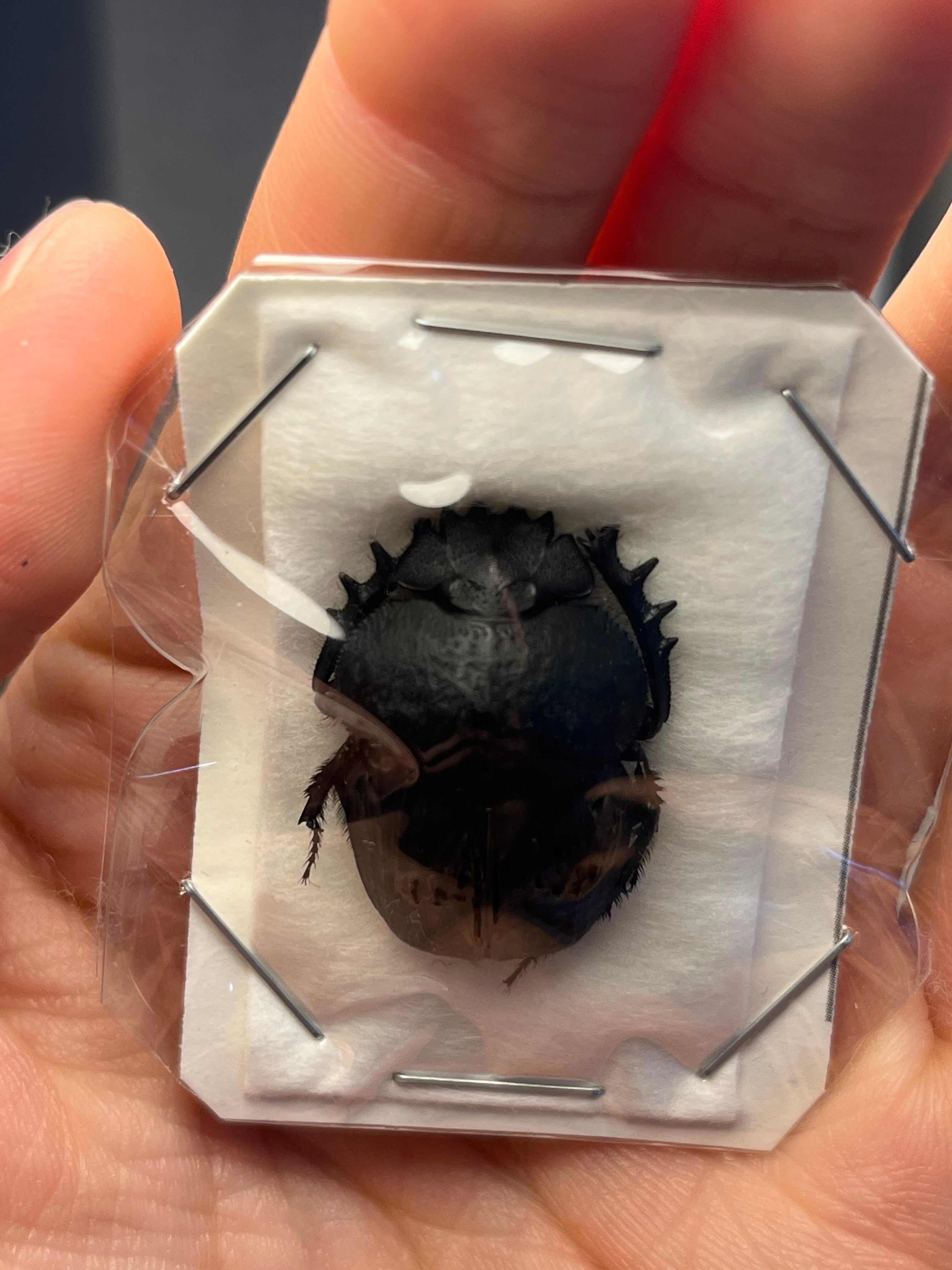 未展足】Scarabaeus catenatus 標本ハネナシタマオシコガネ 糞虫
