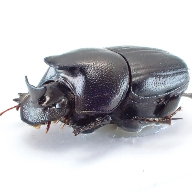 オーストラリア産 Onthophagus sp. ♂ 8mm