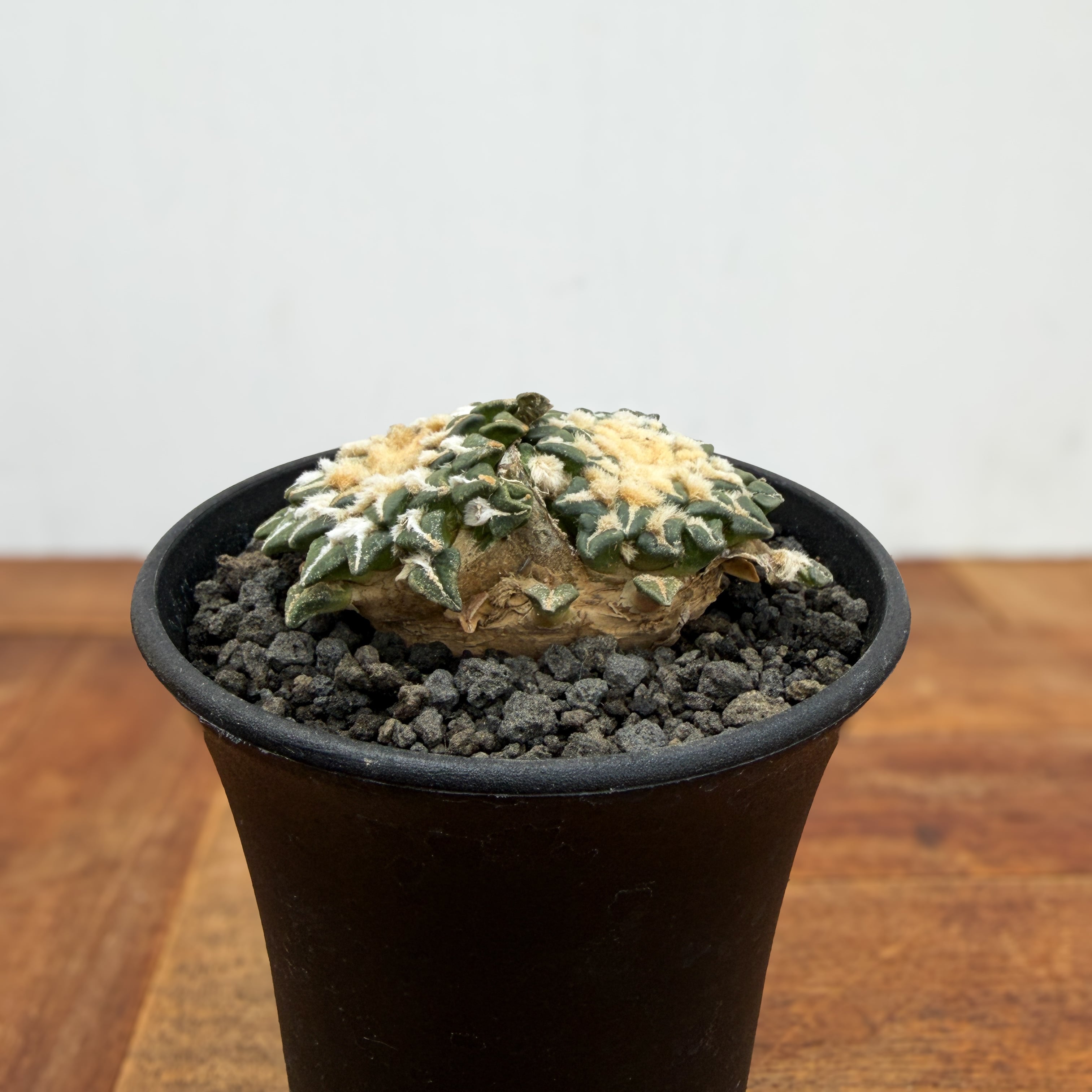 SABOTEN | RIMO'S GREEN 【Saboten & Succulent】
