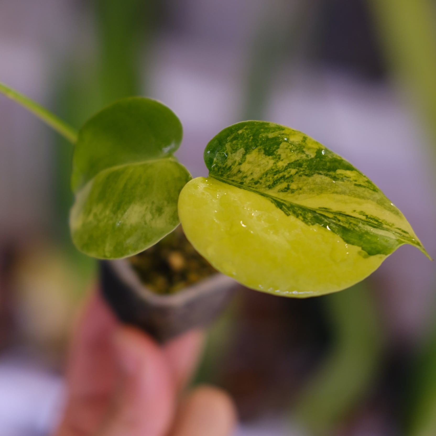 Monstera 'Yellow Marilyn'③｜モンステラ イエロー マリリン｜観葉