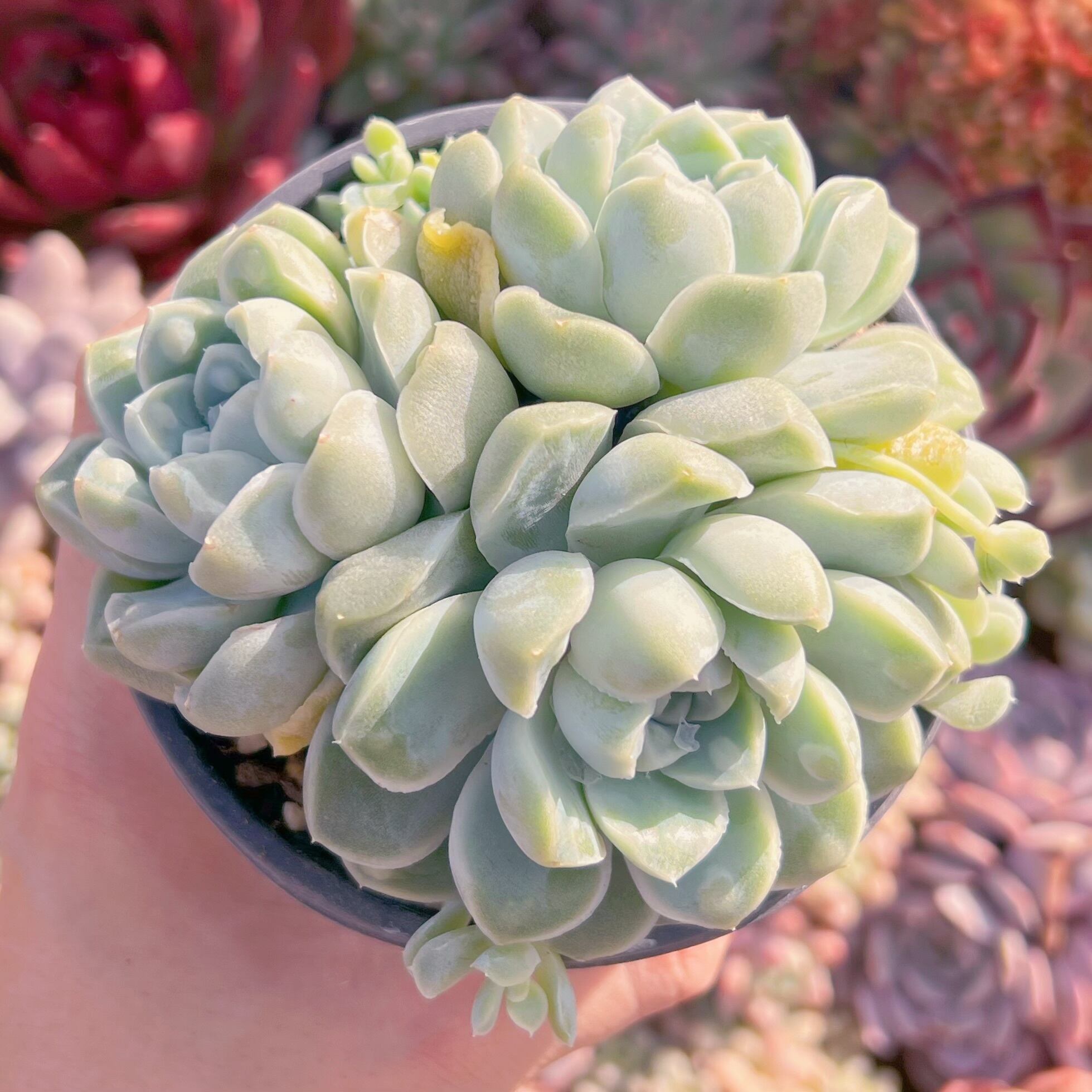 現品　Dodoli#214　新入荷　るる農園