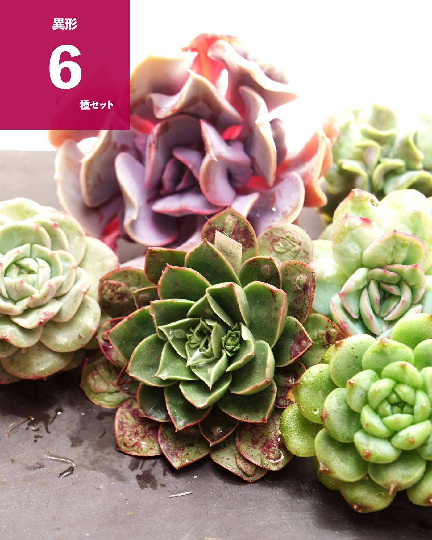 Top【選抜株】多肉植物 19704キャロル綴化 36個 鉢無し/脱土 NEW