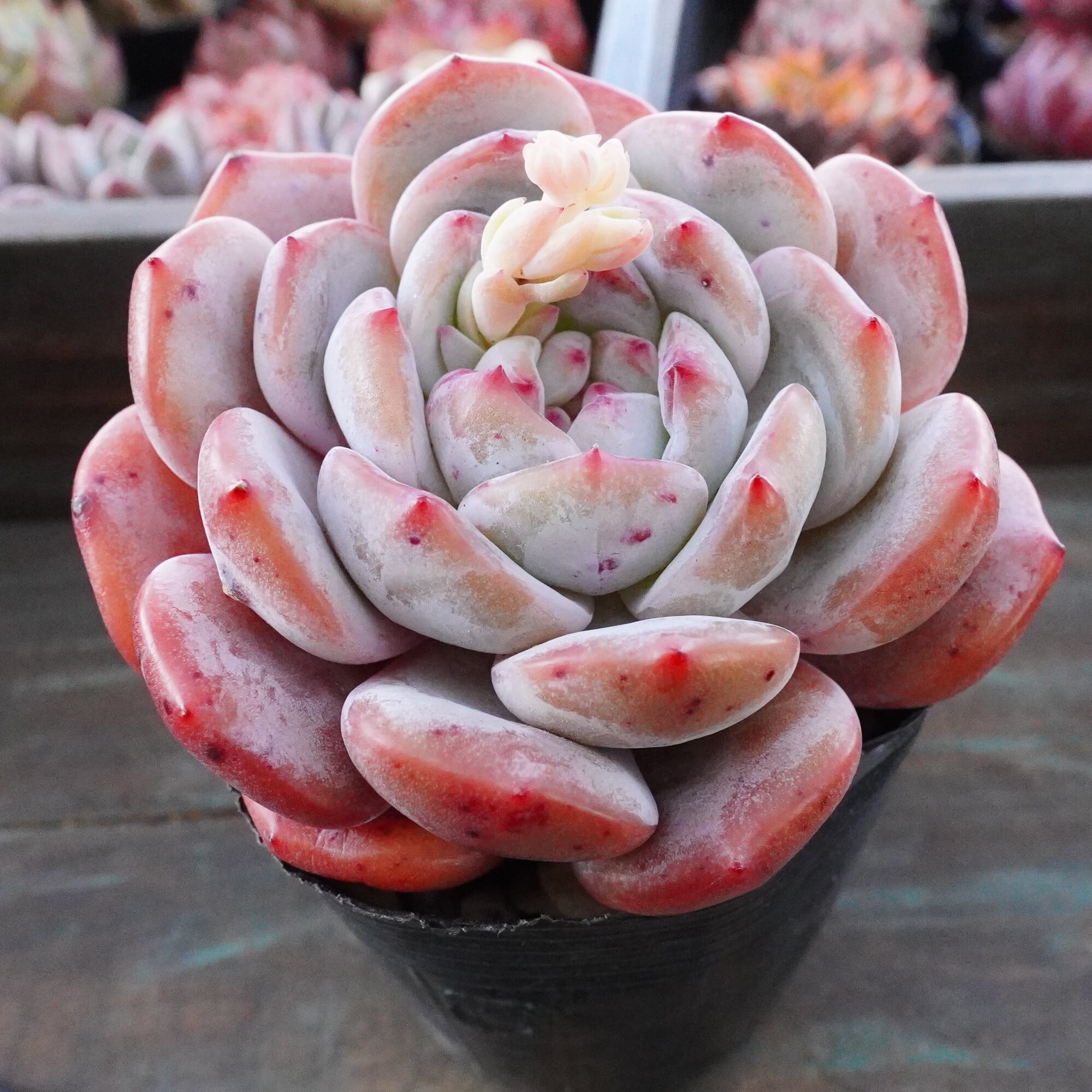 多肉植物 | E-TANIKU