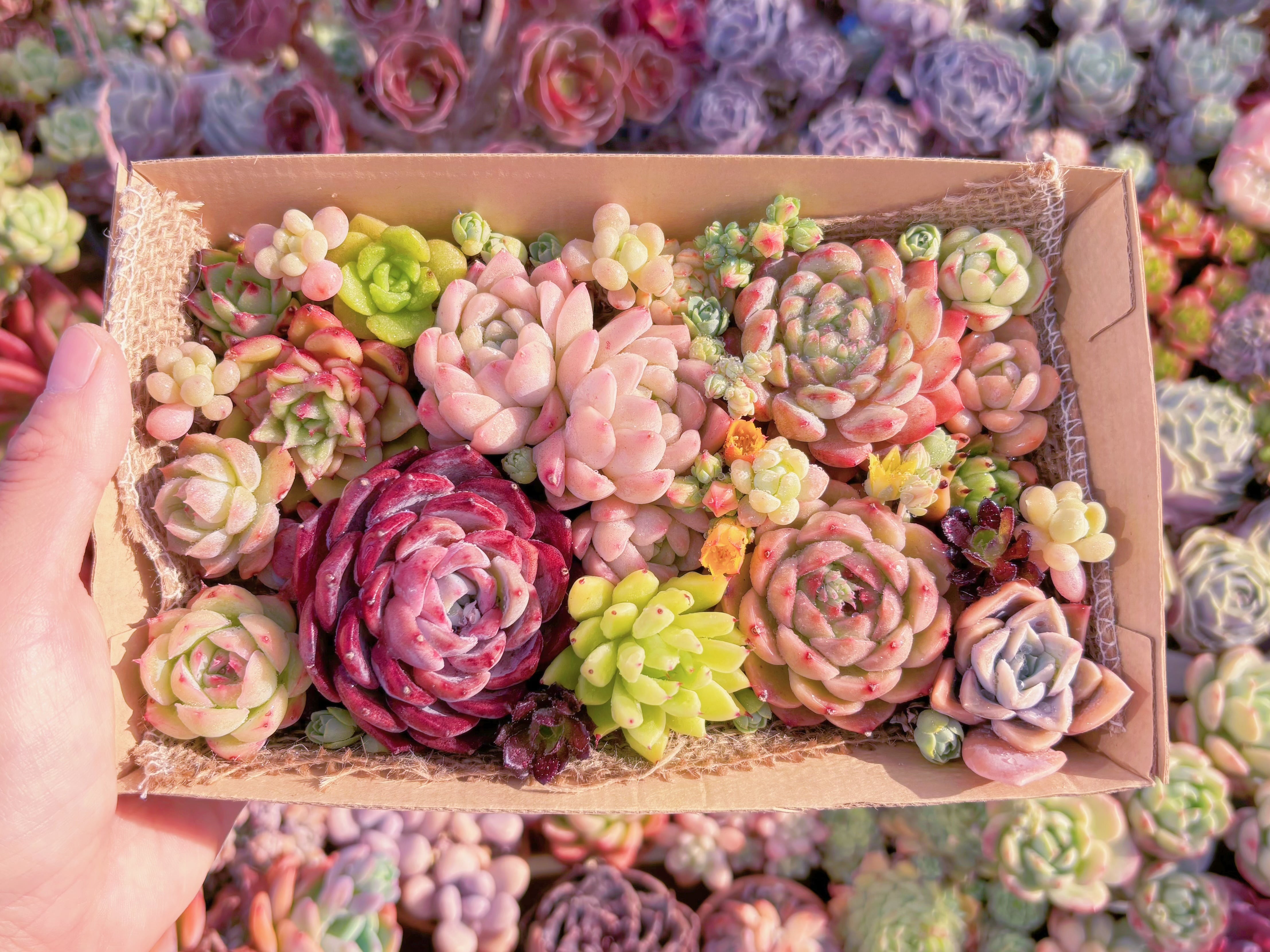 現品　寄せ植えセット#E15　12cmx20cm　るる農園