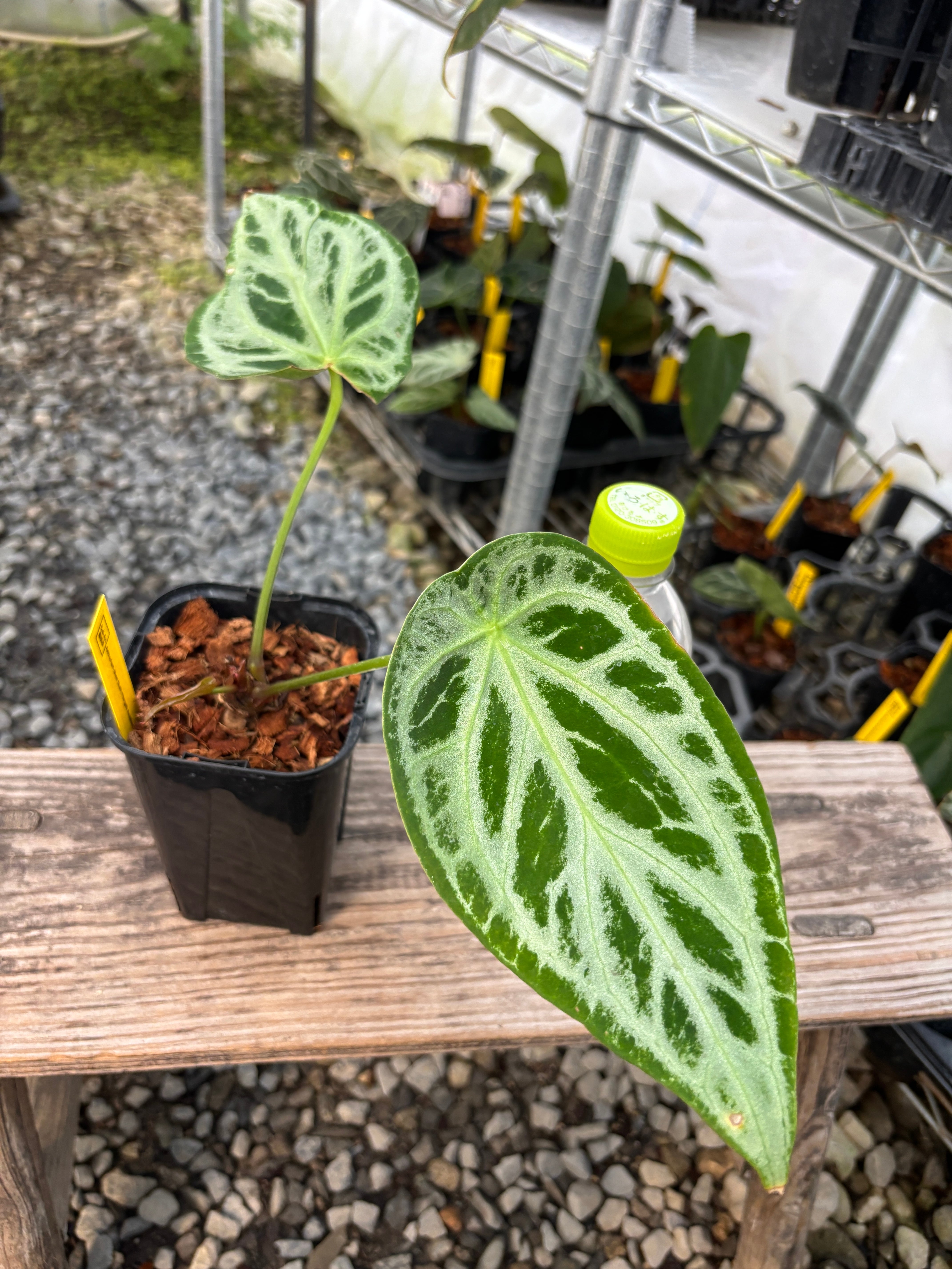 Anthurium | BALI-AN 園芸
