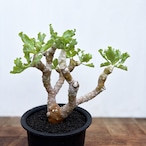 Othonna cremnophila【オトンナ・クレムノフィラ】