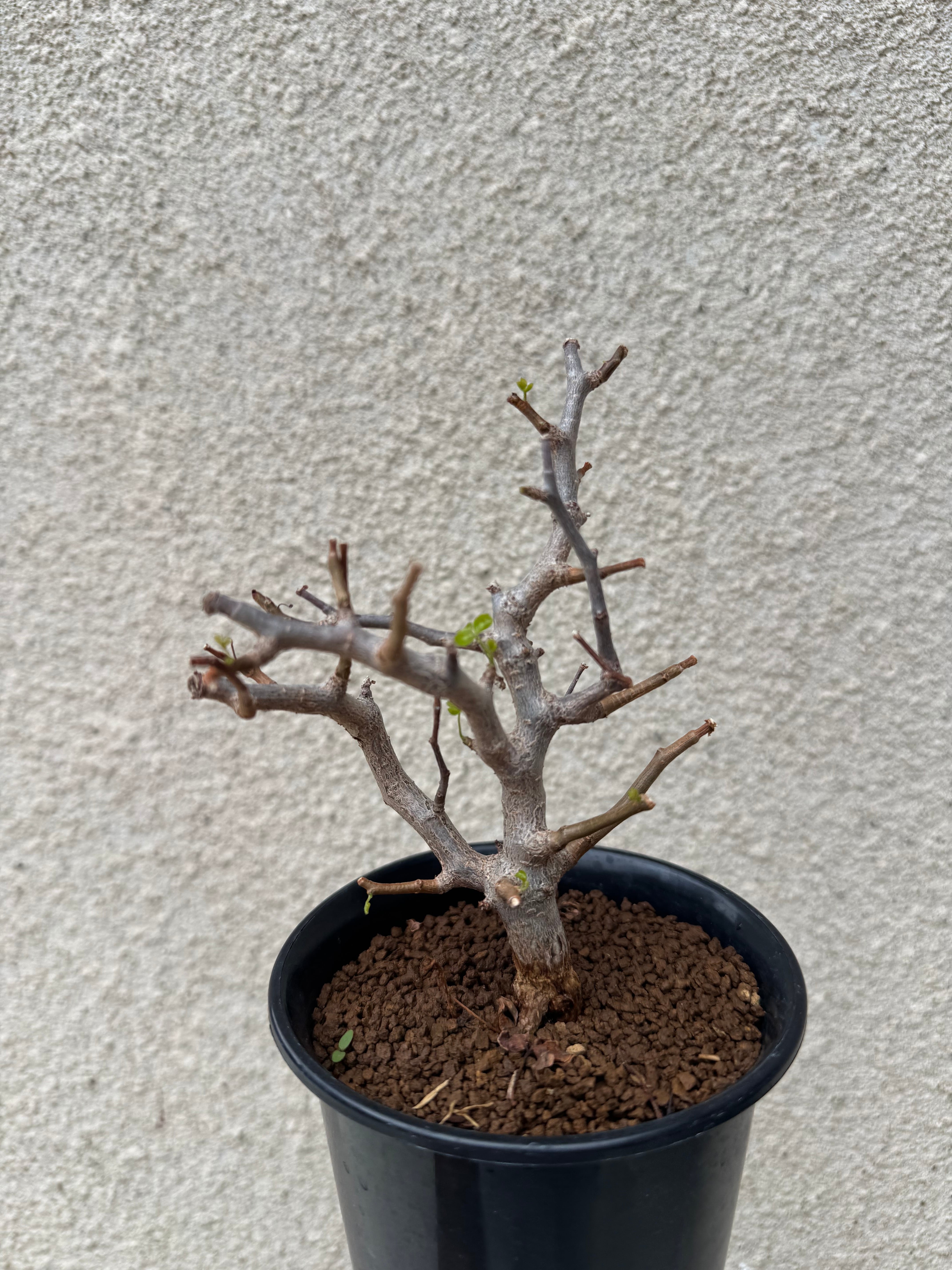 新着】Commiphora sinuata【実生苗の小さい時から作り込める盆栽塊根