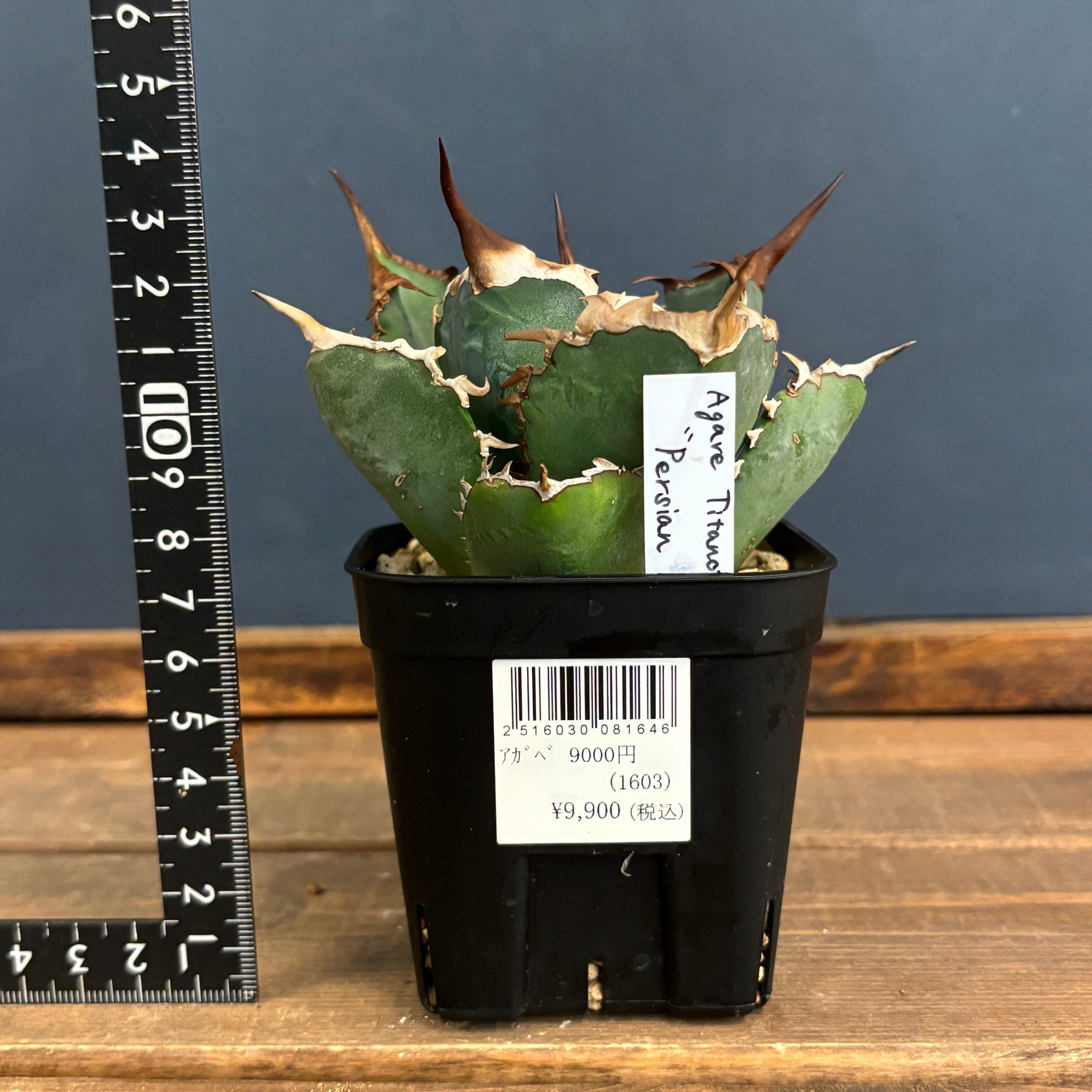 アガベ ペルシアンドワーフ IR286】S級狂白棘血統！！【極上高級株！イラン産◇アガベ