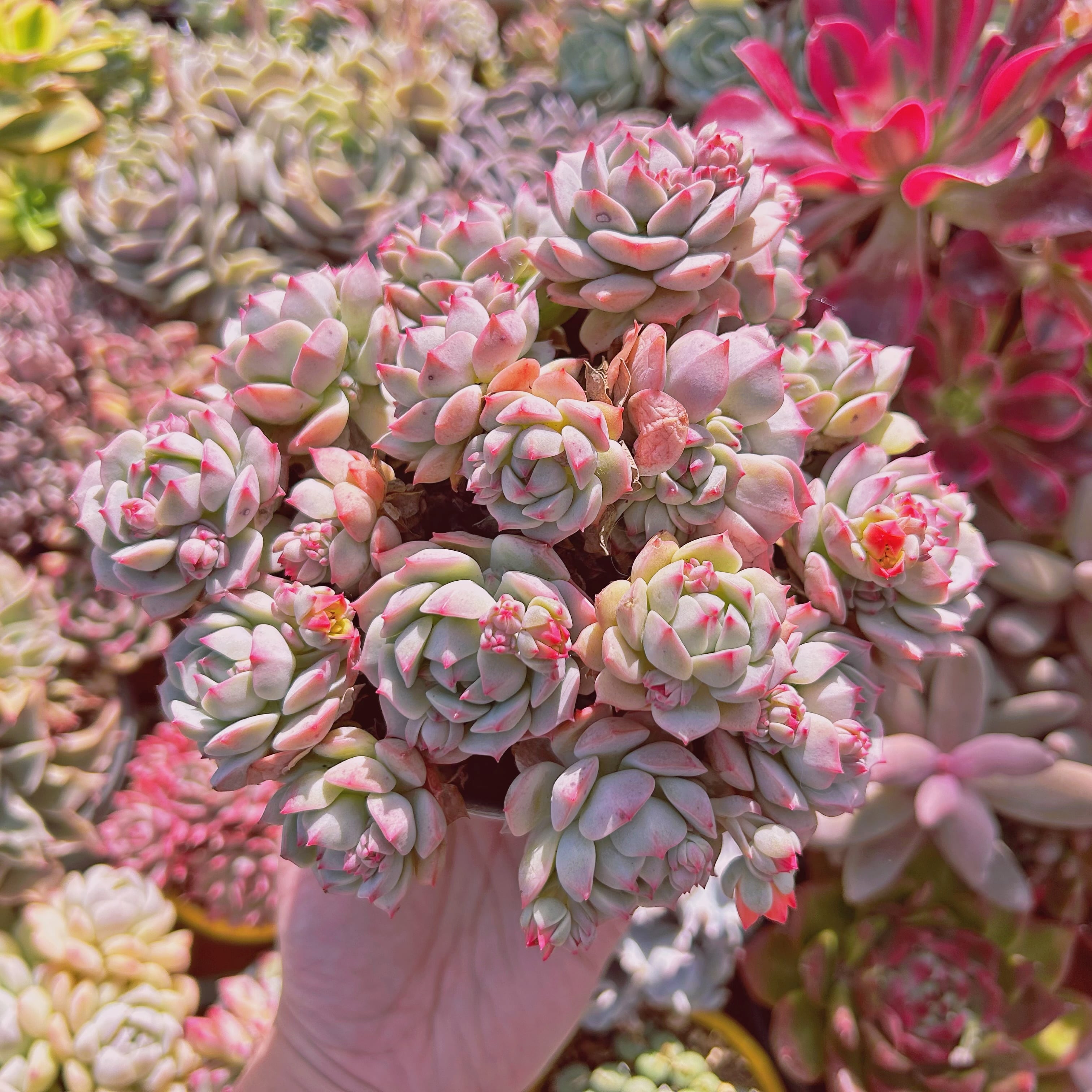 多肉植物 Echeveria 新品種 桜花 特大 10頭以上 | るる農園~多肉植物専門