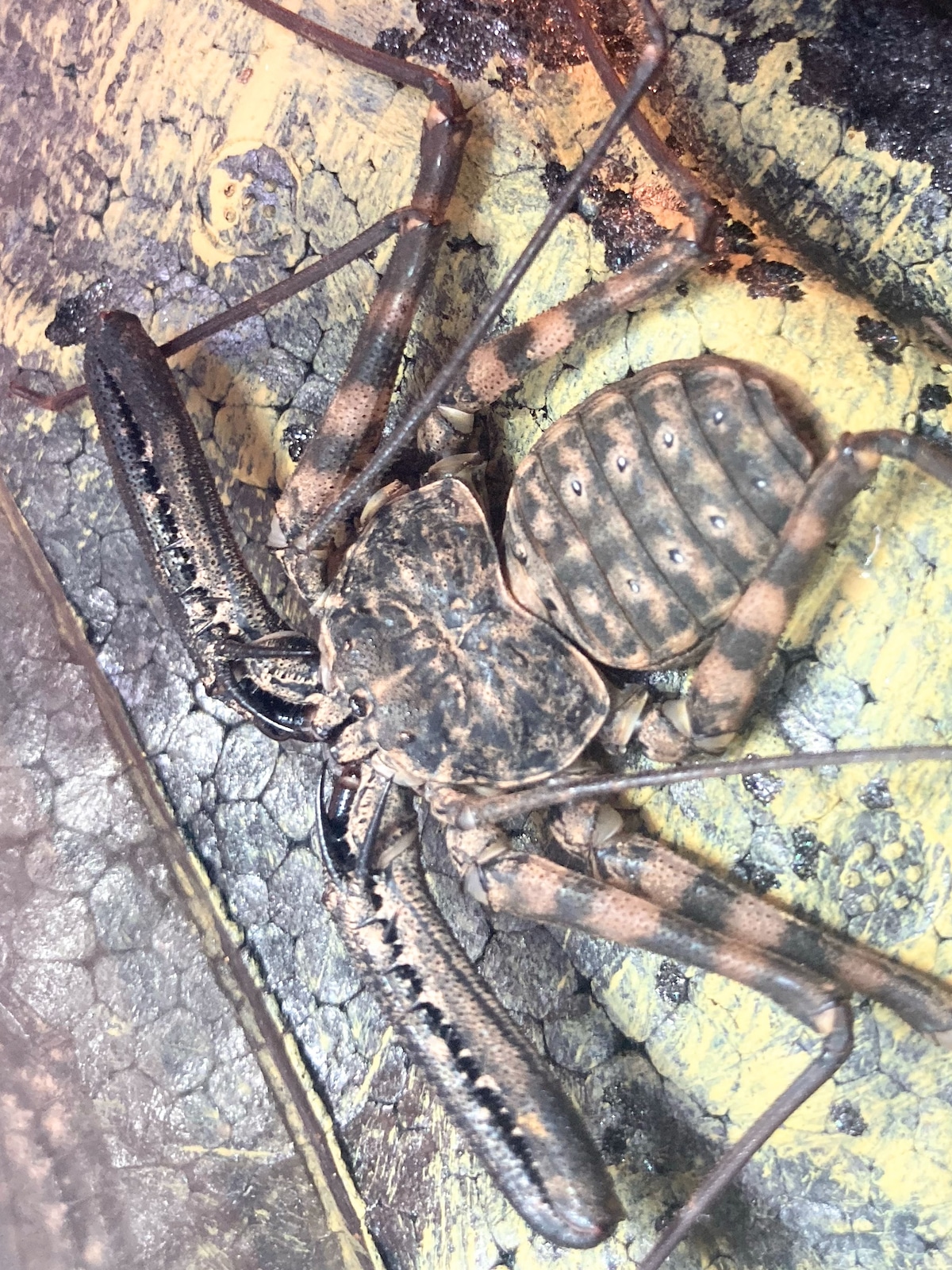 タンザニア バンデッド オオ ウデムシ
