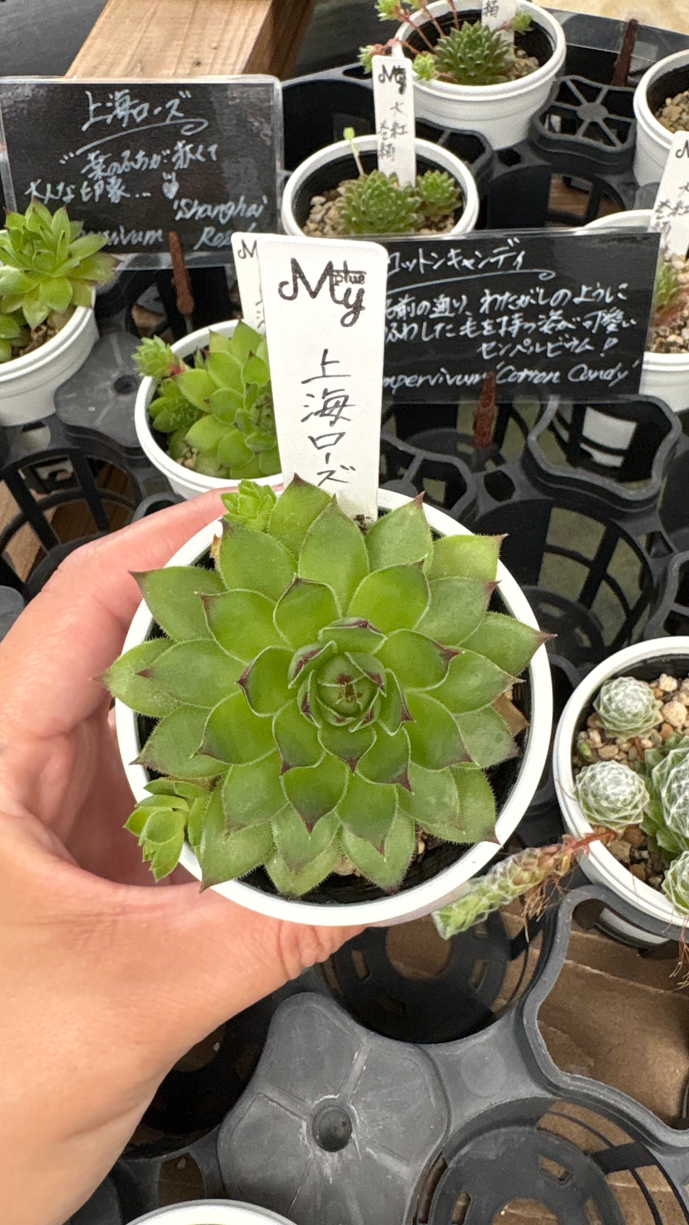 多肉植物 エボニー黒檀 厳選 大苗 韓国苗 美苗 # | PAY ID