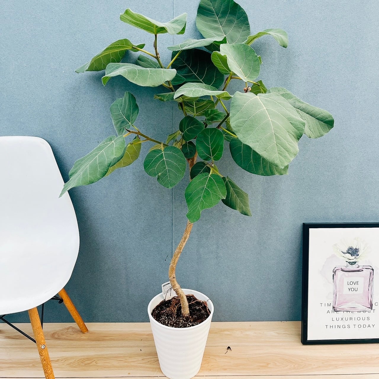 現品］【希少】14番 ドラセナ コンシンネ マジナータゴールド 8号 観葉