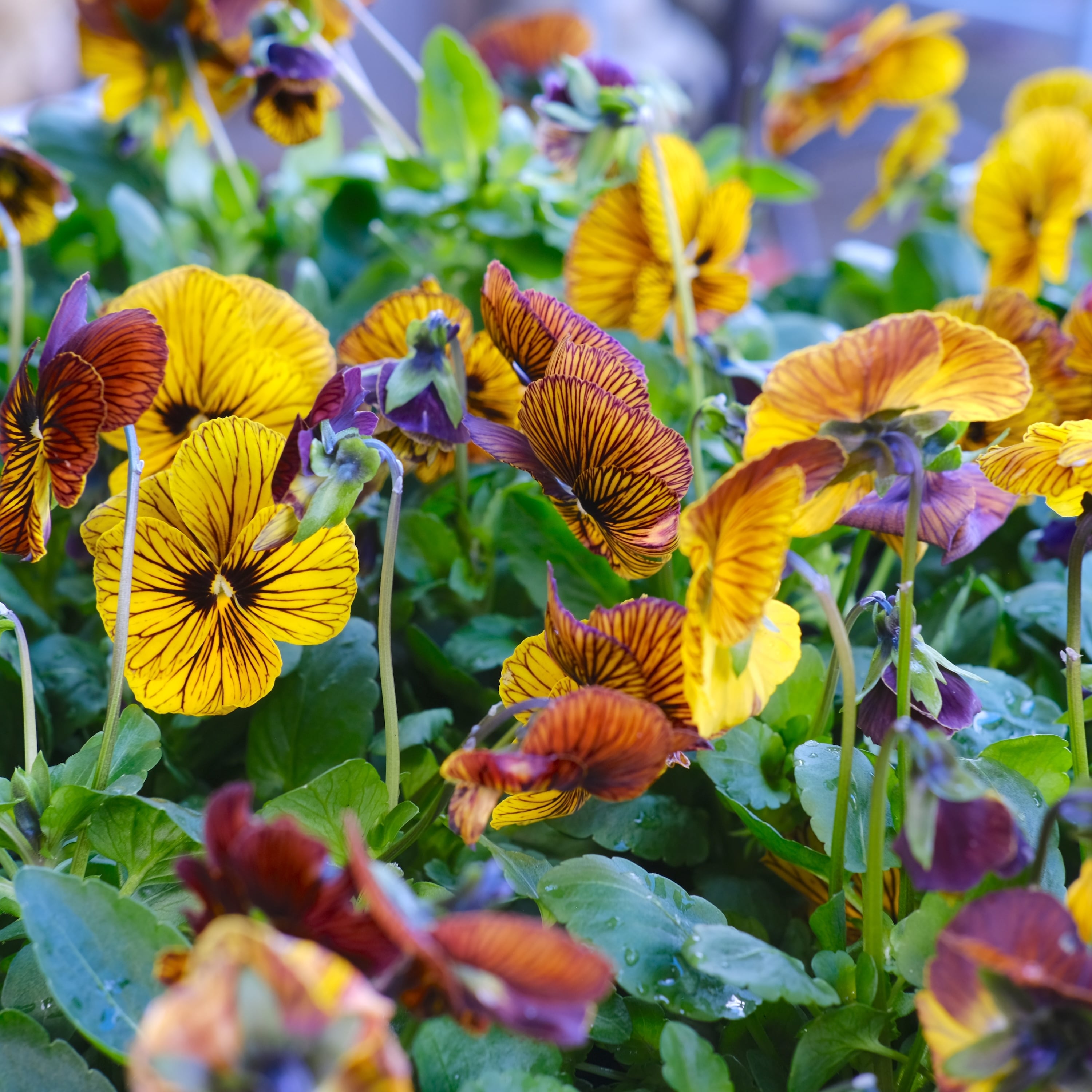 ビオラ《 タイガーアイ 》 | グリーンギャラリーガーデンズ