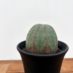 Euphorbia obesa【ユーフォルビア・オベサ・♀】