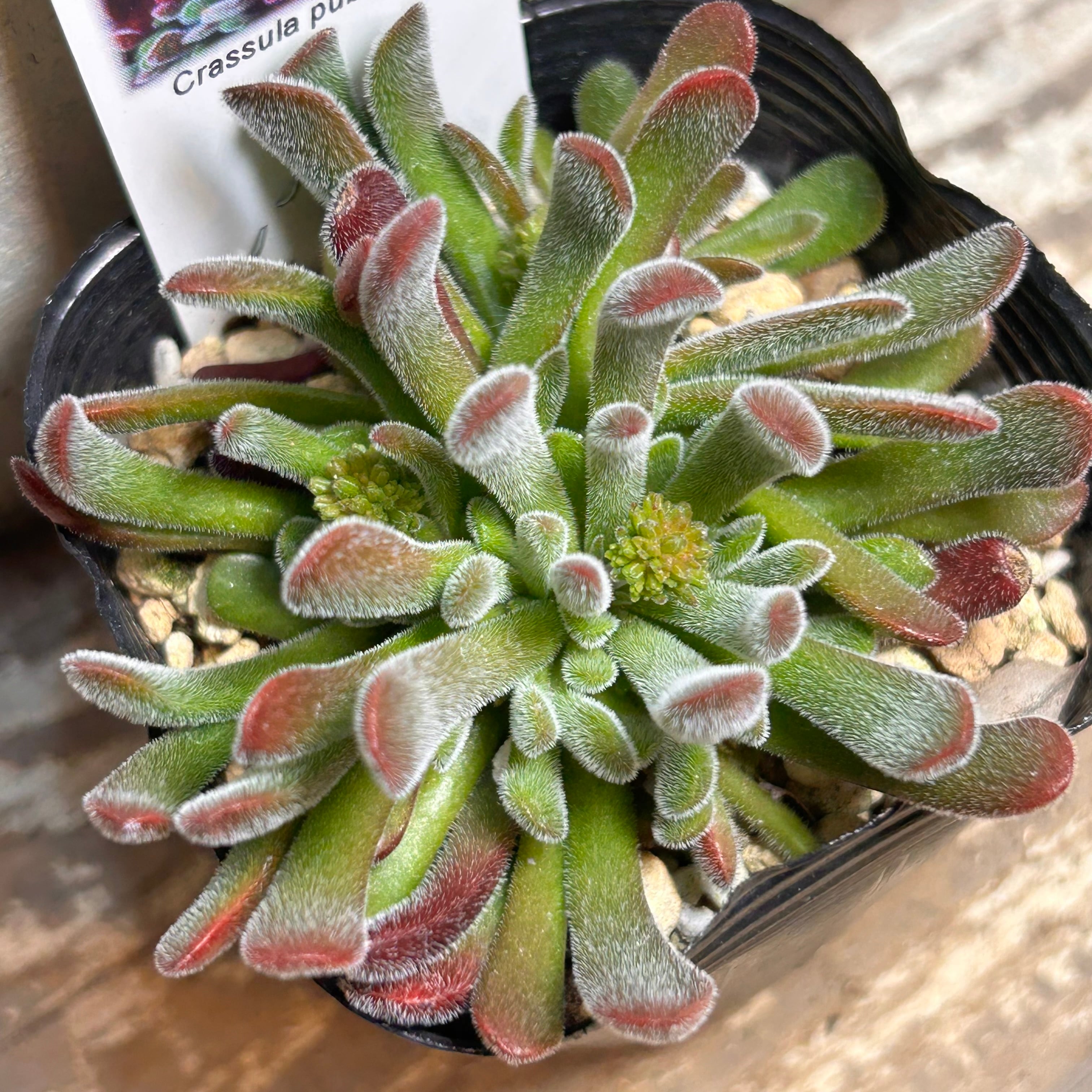 月下美人錦 | RuPo 多肉植物専門店