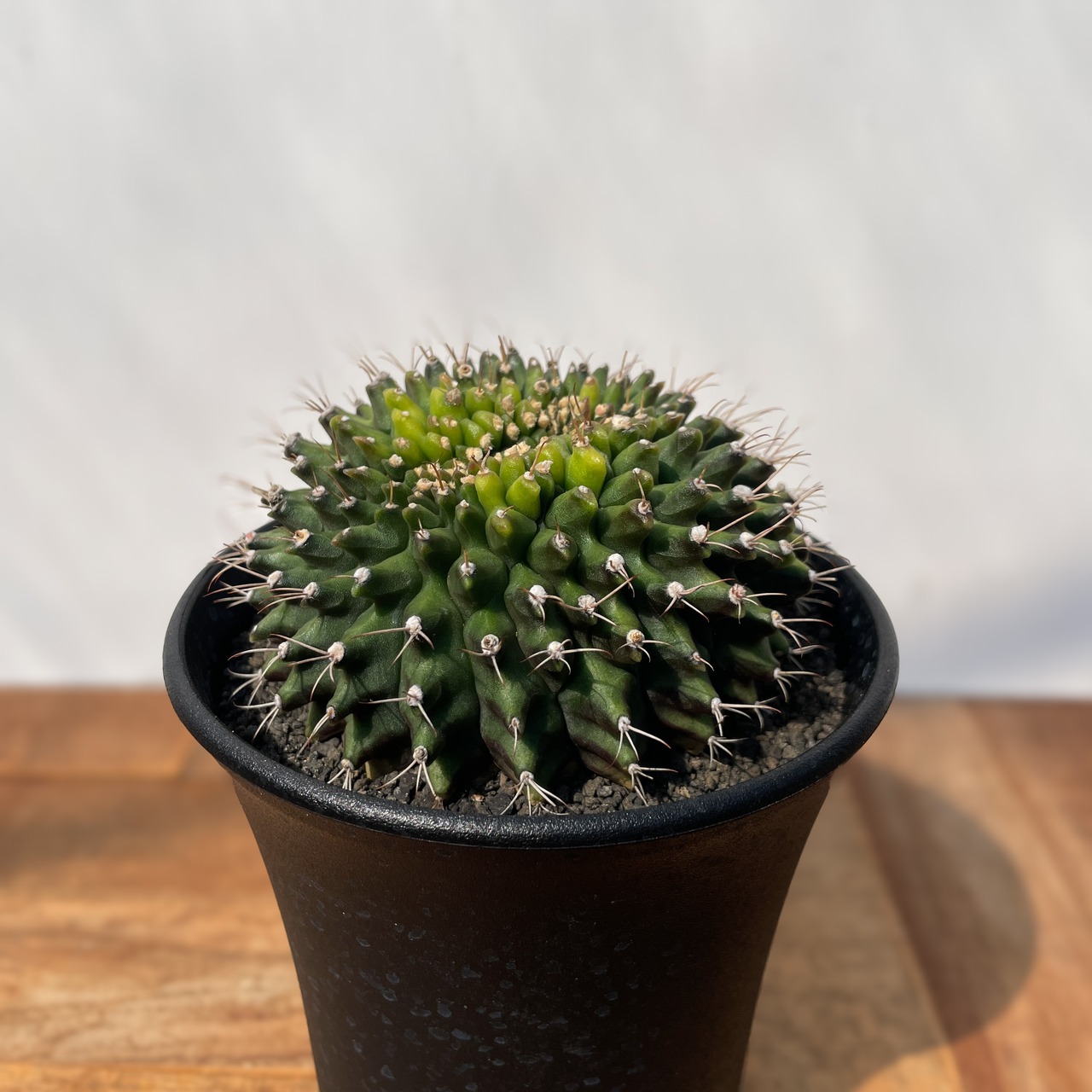 Gymnocalycium mihanovichii【ギムノカリキウム・ミハノビッチ棘なしモンスト】