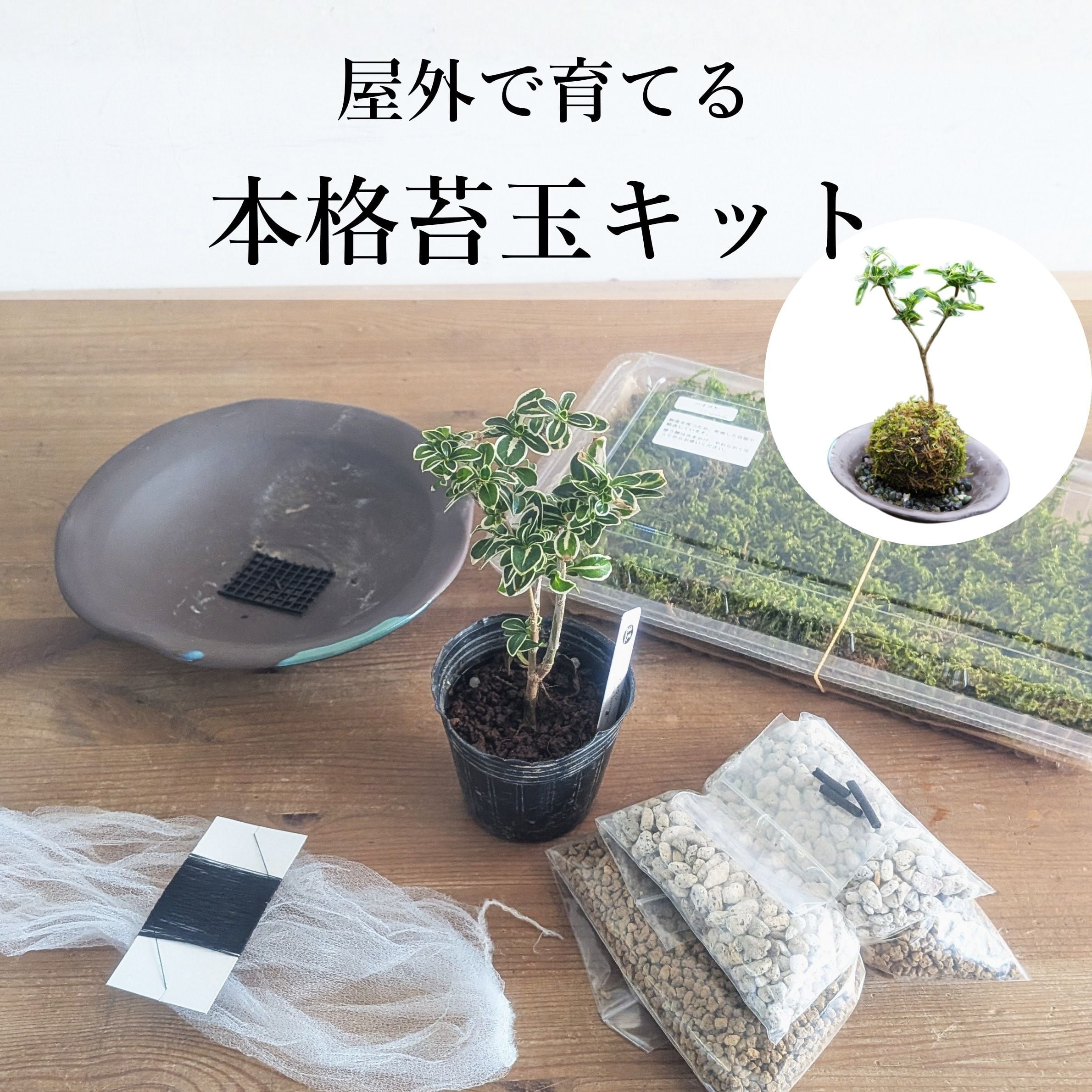 【作製キット】屋外で育てる本格苔玉キット ◆選べる4種の樹木