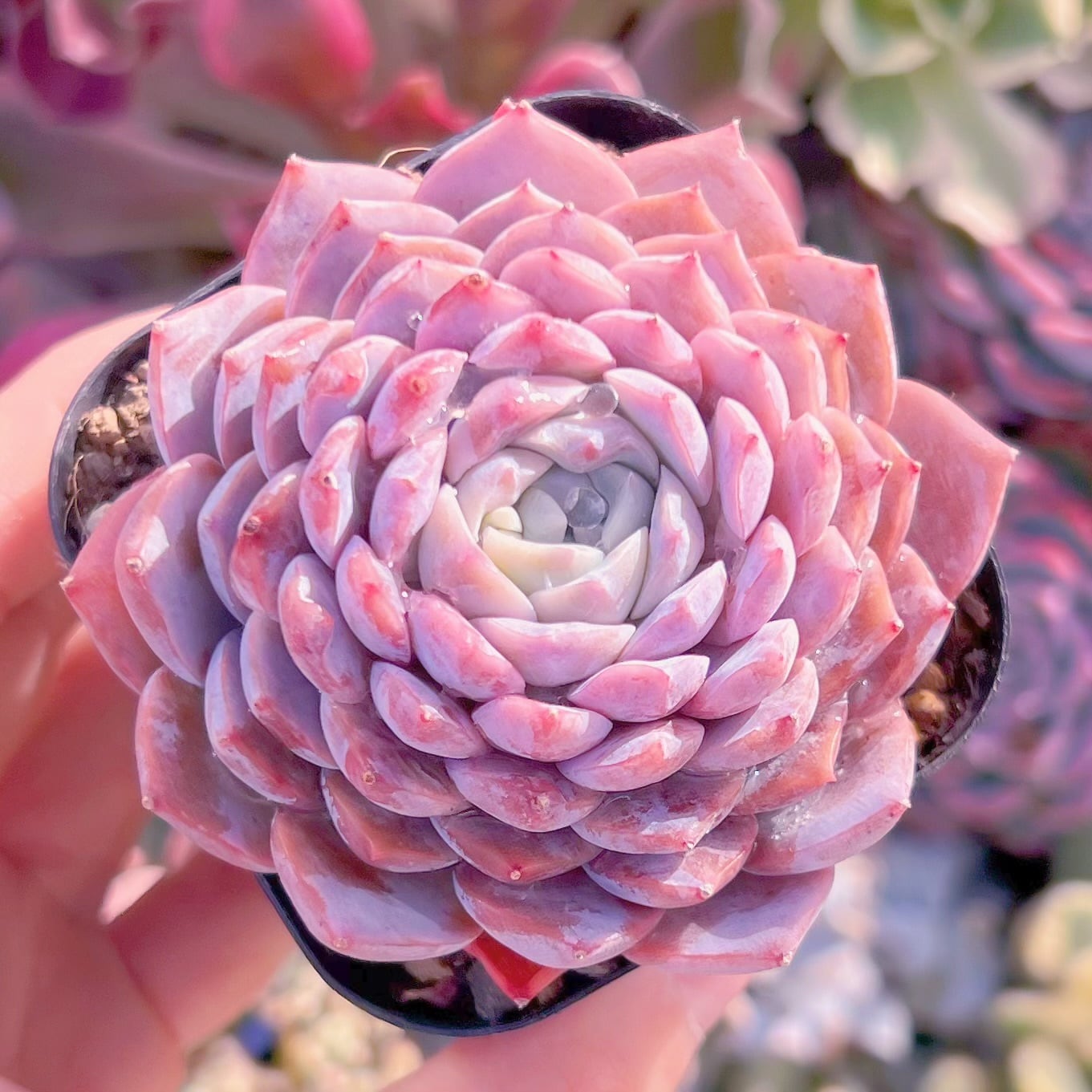 現品　アメージンググレースsp#3016   るる農園