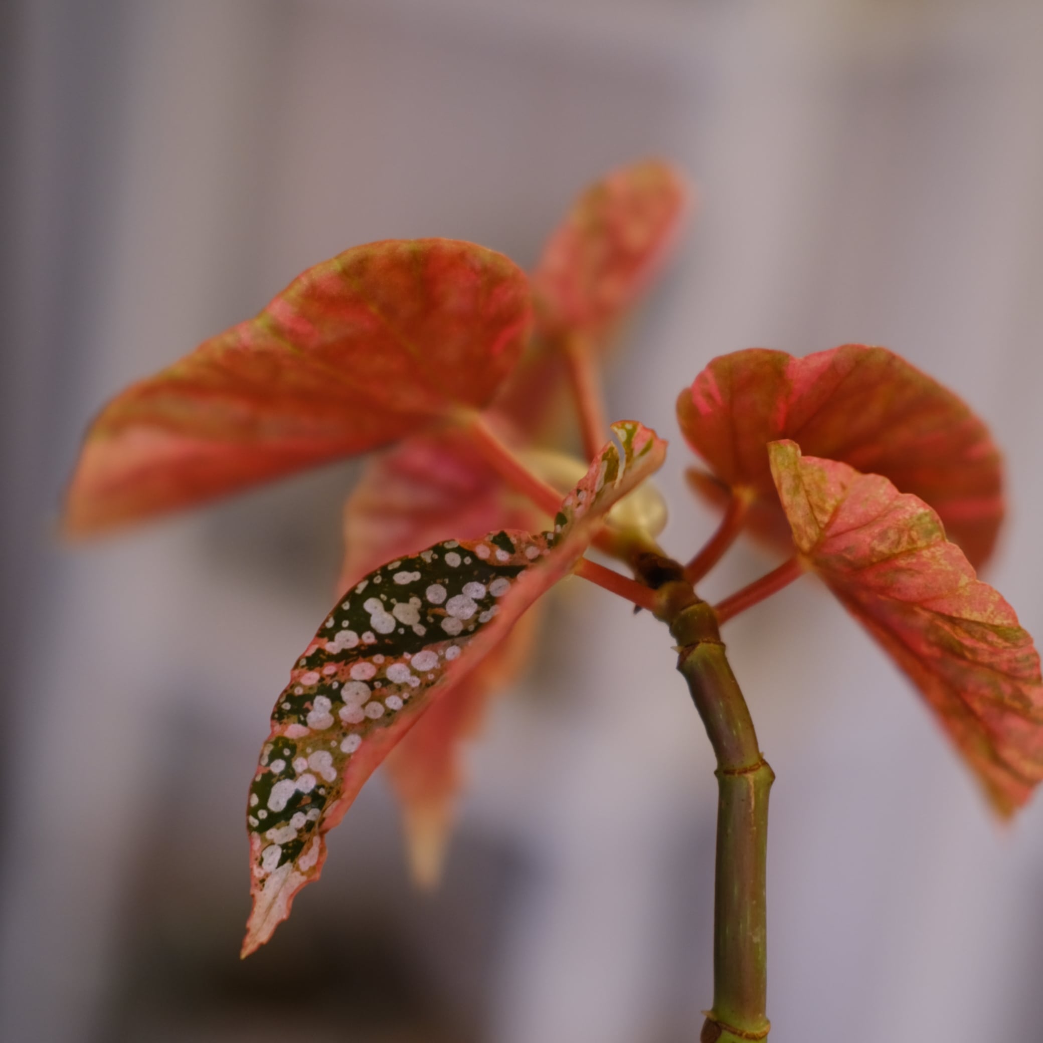 Begonia Snow Capped Variegata｜ベゴニア スノーキャップド 斑入り②