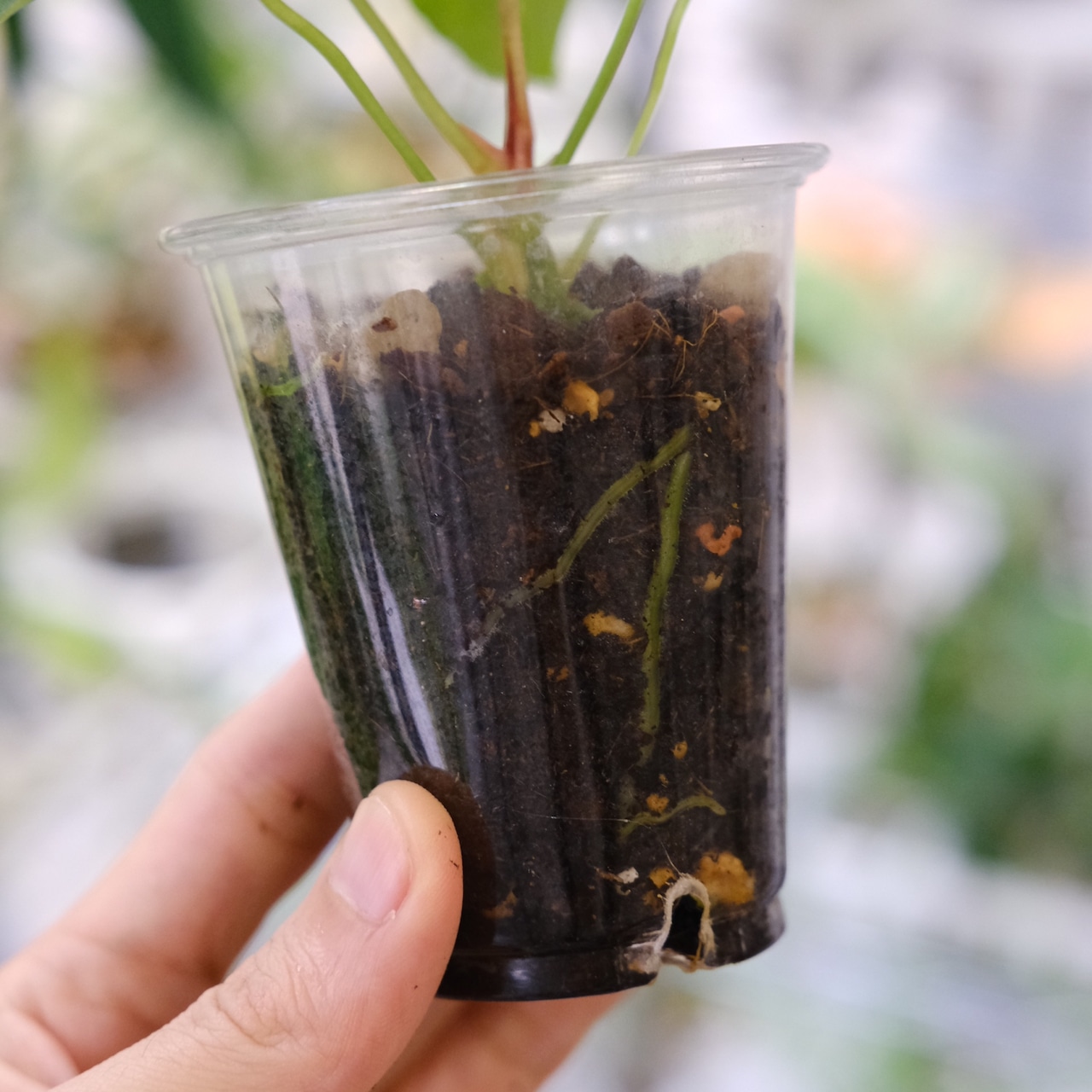 アンスリウム クリスタリナム × マグニフィカム / Anthurium Crystallinum × Magnificum / 観葉植物