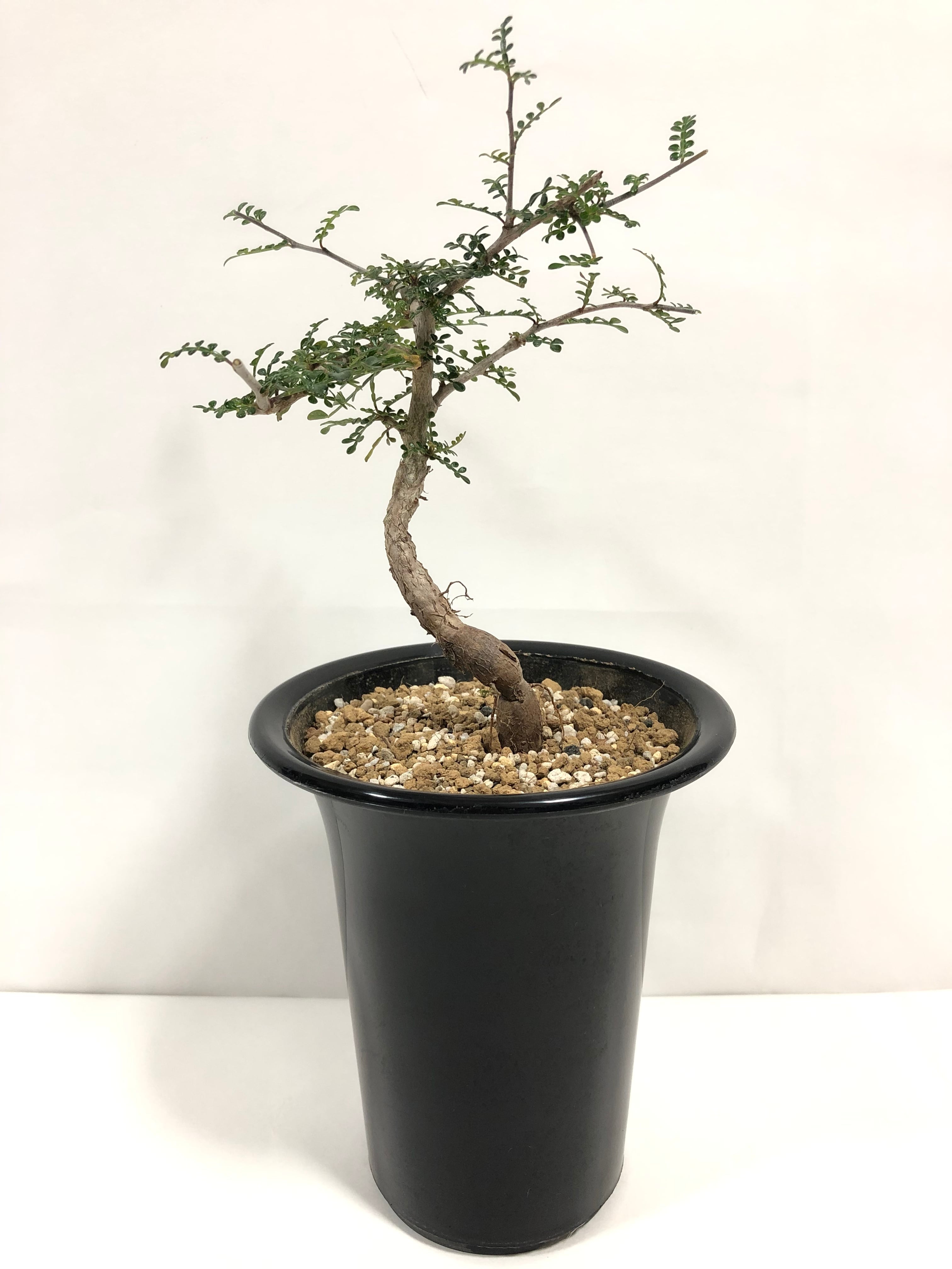 う*ㅤ様 オペルクリカリア デカリー 塊根植物 コーデックス Operculicarya decaryi オペルクリカリア・デカリー 塊根植物