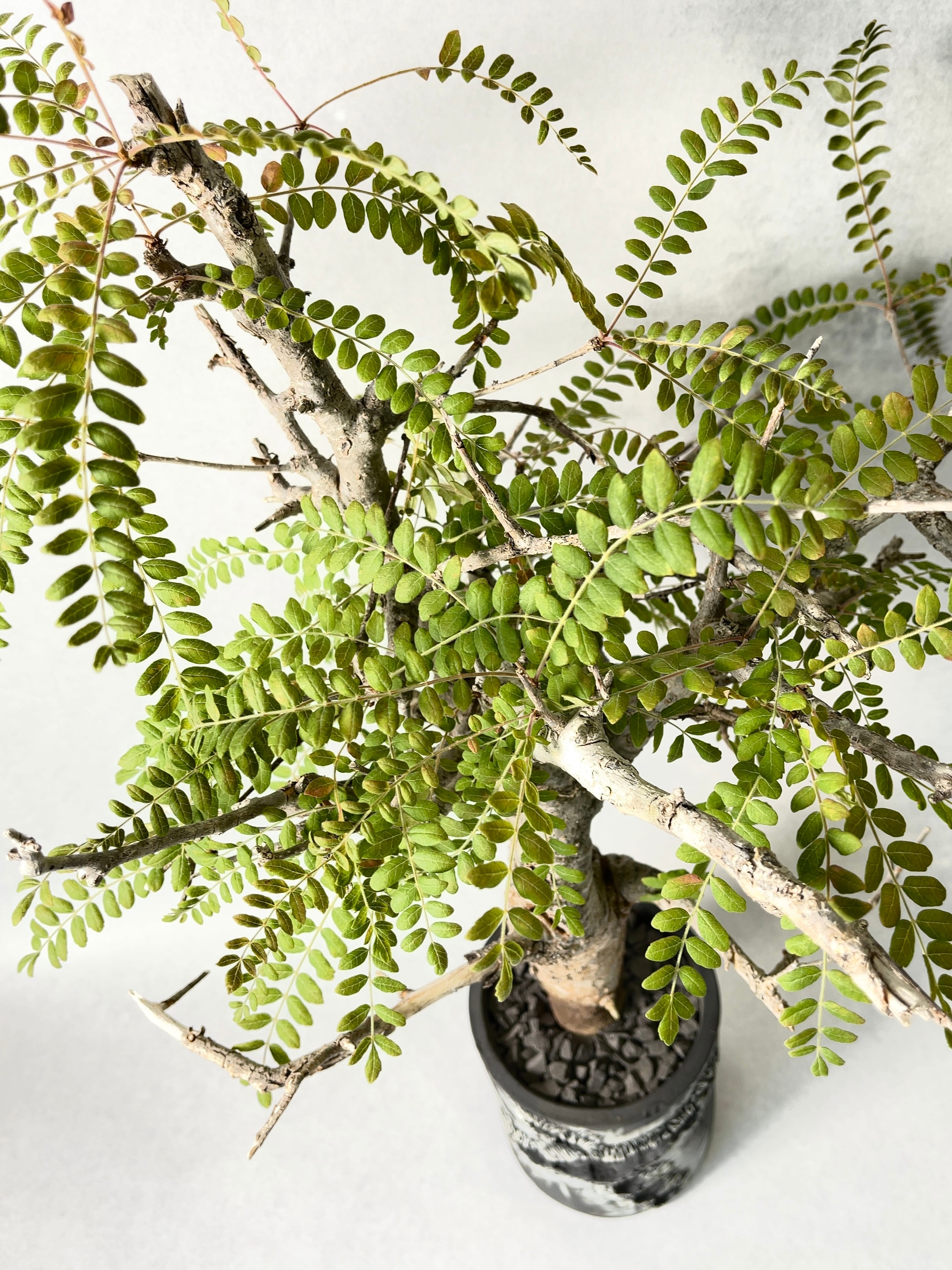 ボスウェリア ネグレクタ 良型 発根済 【公式通販】