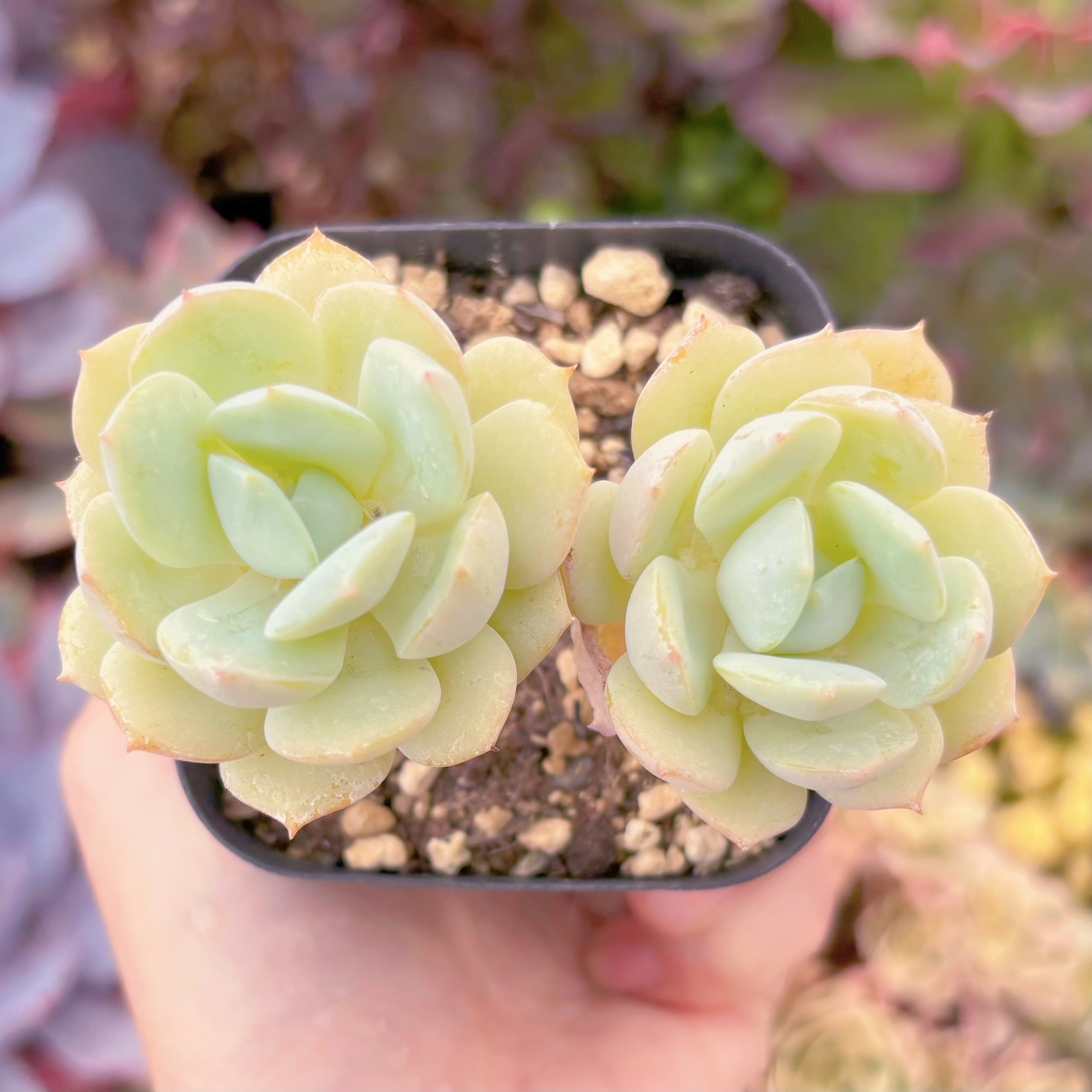 現品　冷香#909 　るる農園