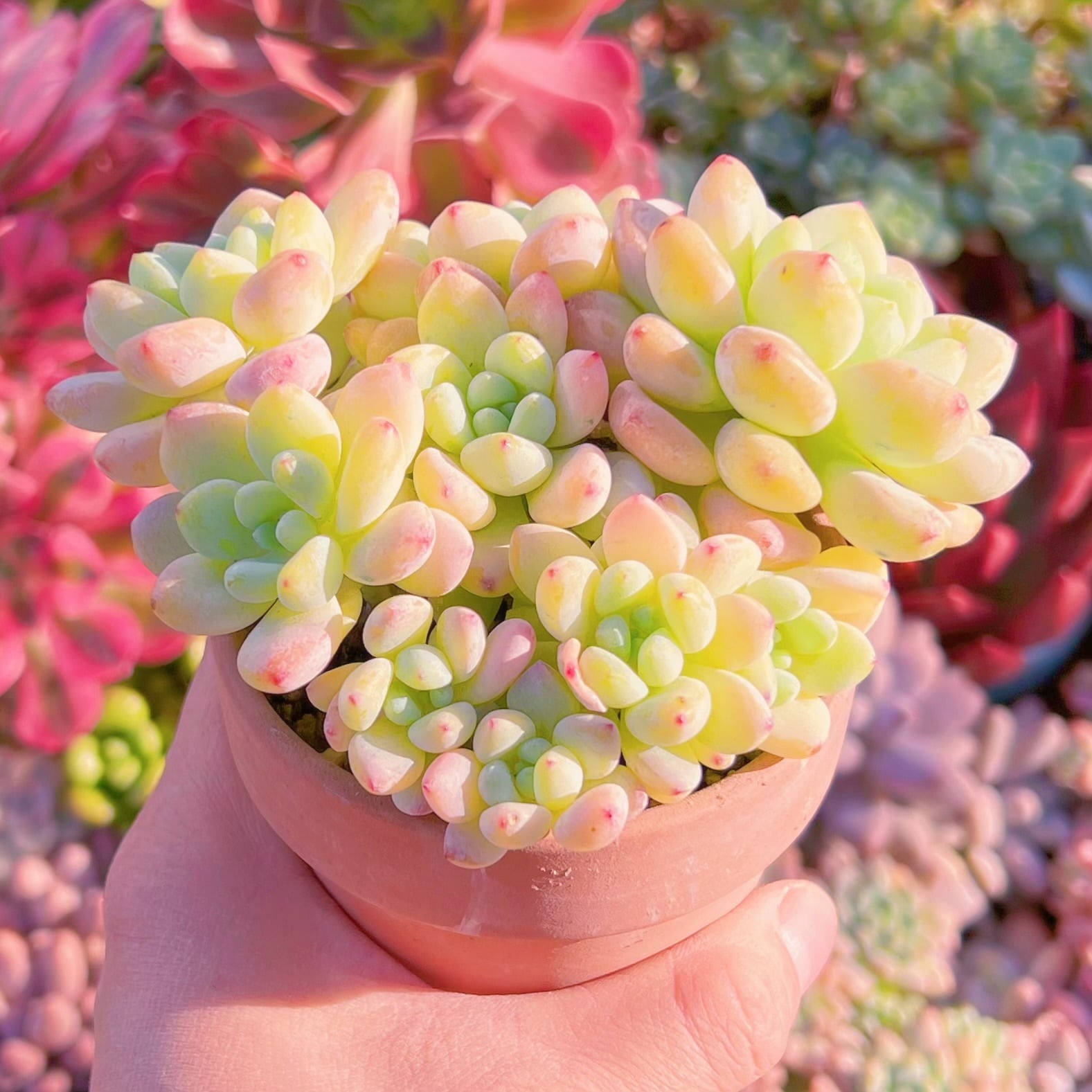 多肉植物 ロッティ 群生 新入荷 るる農園 | るる農園~多肉植物専門