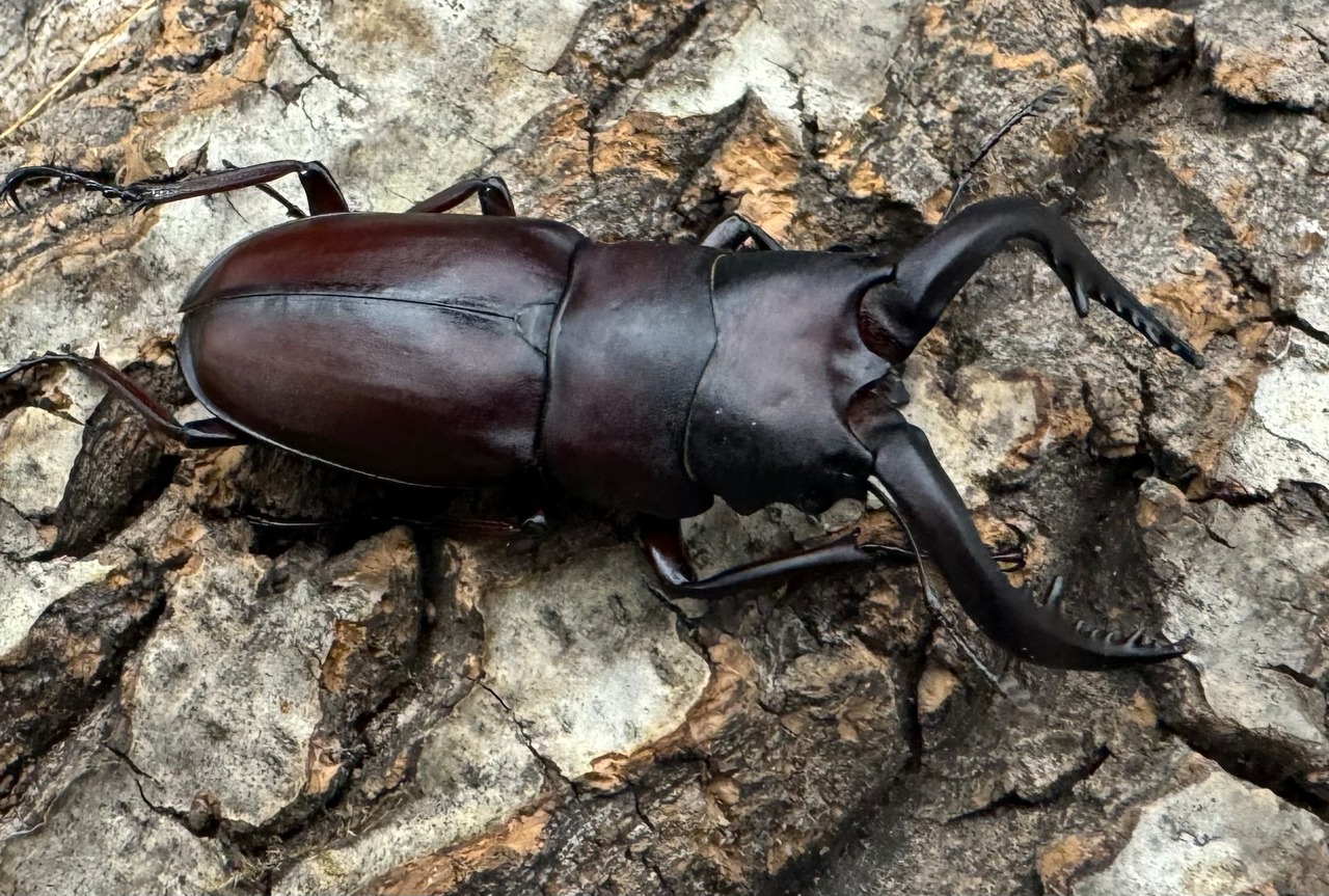 【WD】《ノコギリクワガタ 伊豆大島産 62mm ペア》