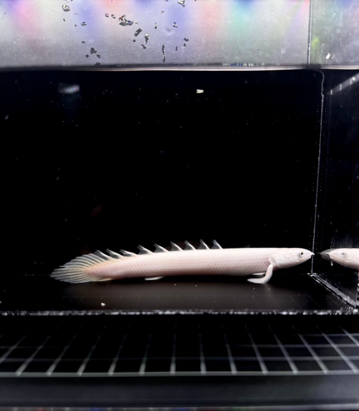 ヤフオク限定価格【CYaquarium】プラチナオセラリス 1匹 ±4〜5cm 個体