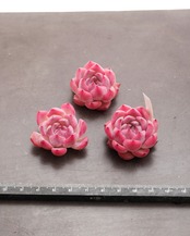 カット苗 カンティクル Echeveria 'Canticle'