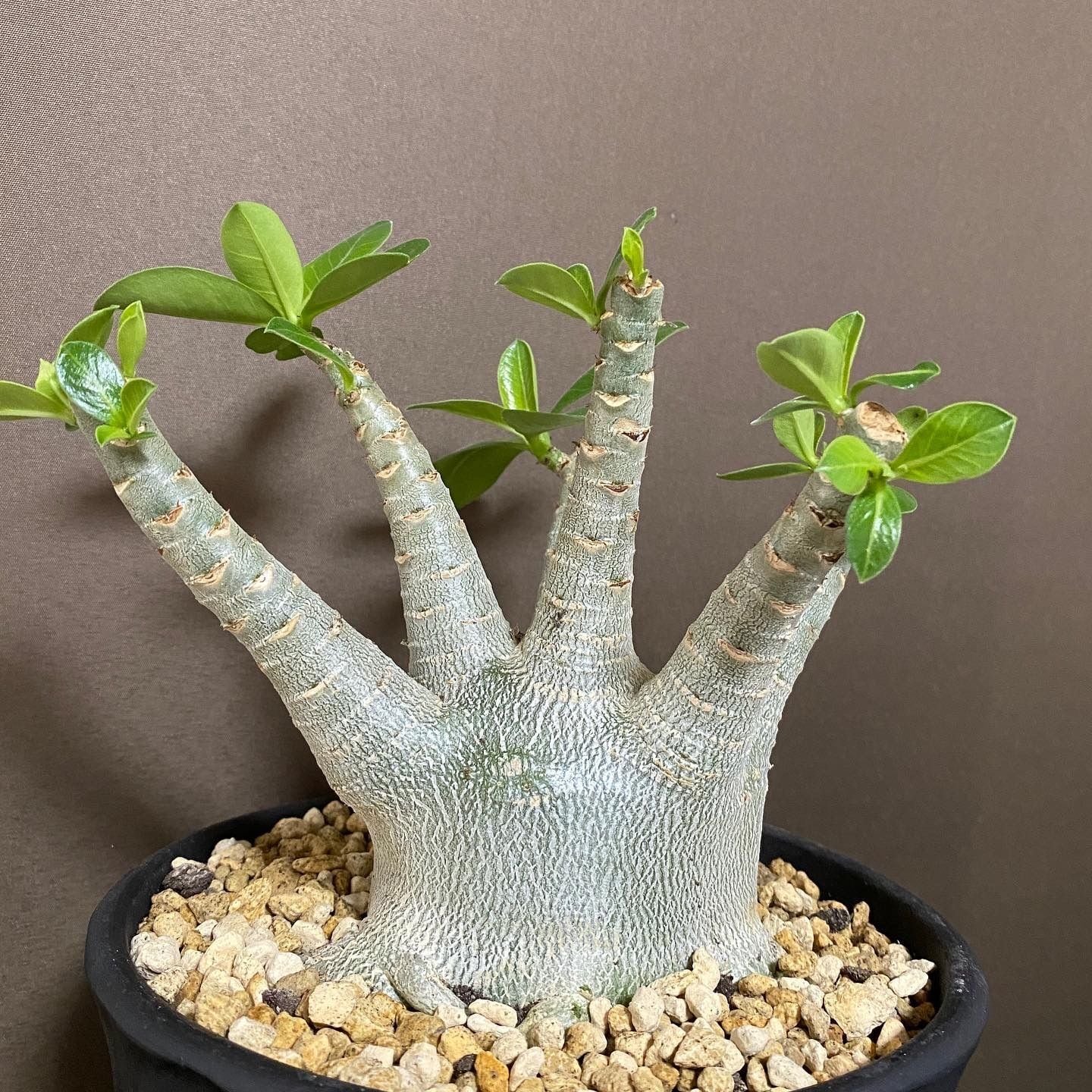 アデニウム アラビカム Adenium 塊根植物 6号 陶器鉢 ブラック