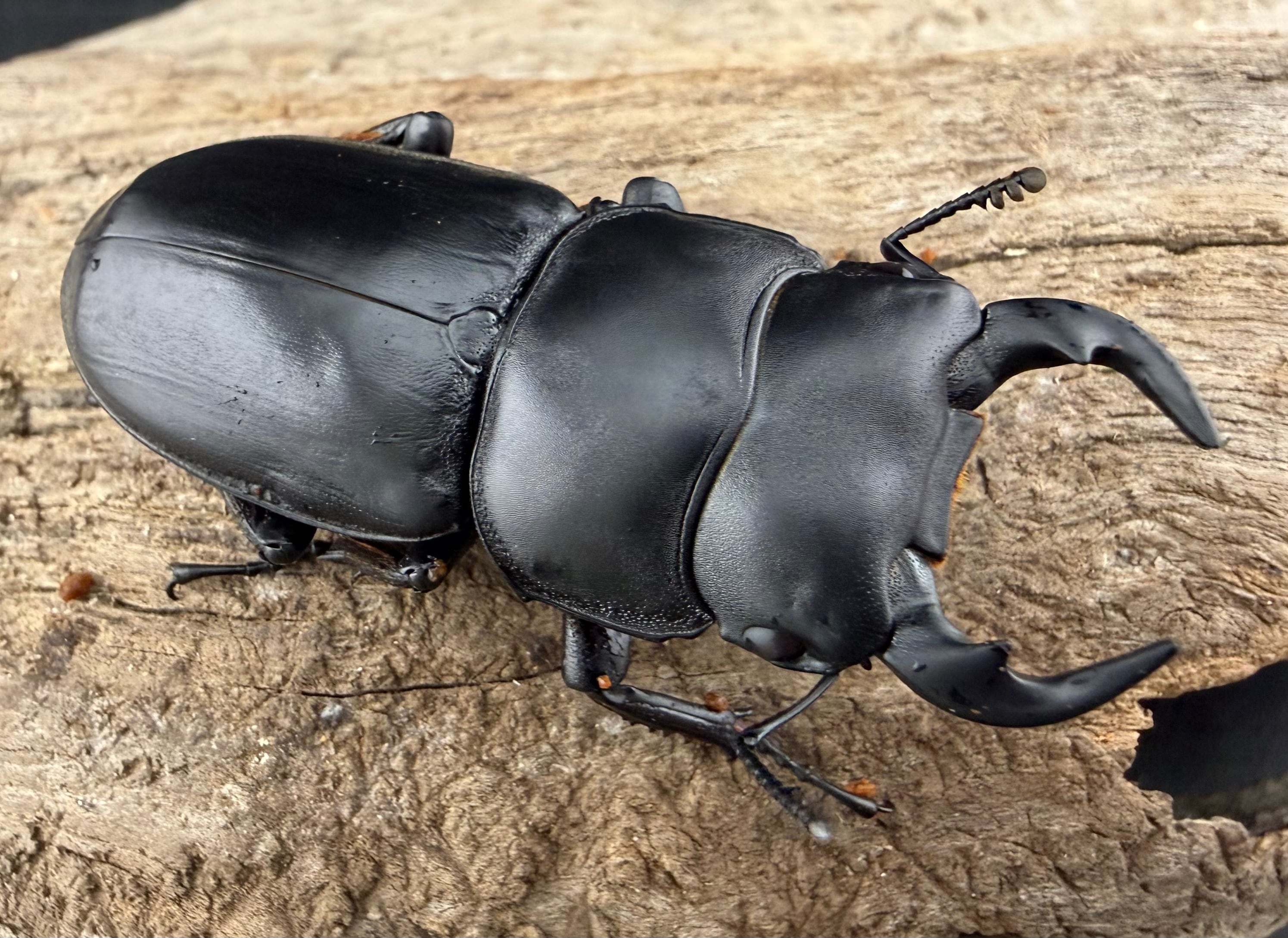 オオクワガタの仲間 | KPW公式オンラインショップ