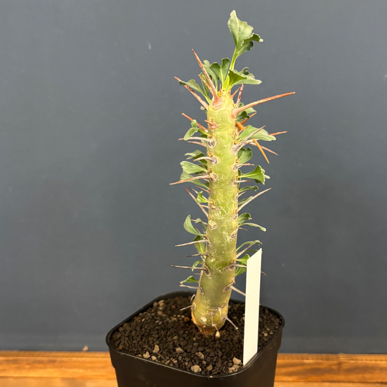 モンソニア　クラシカウリス【905】