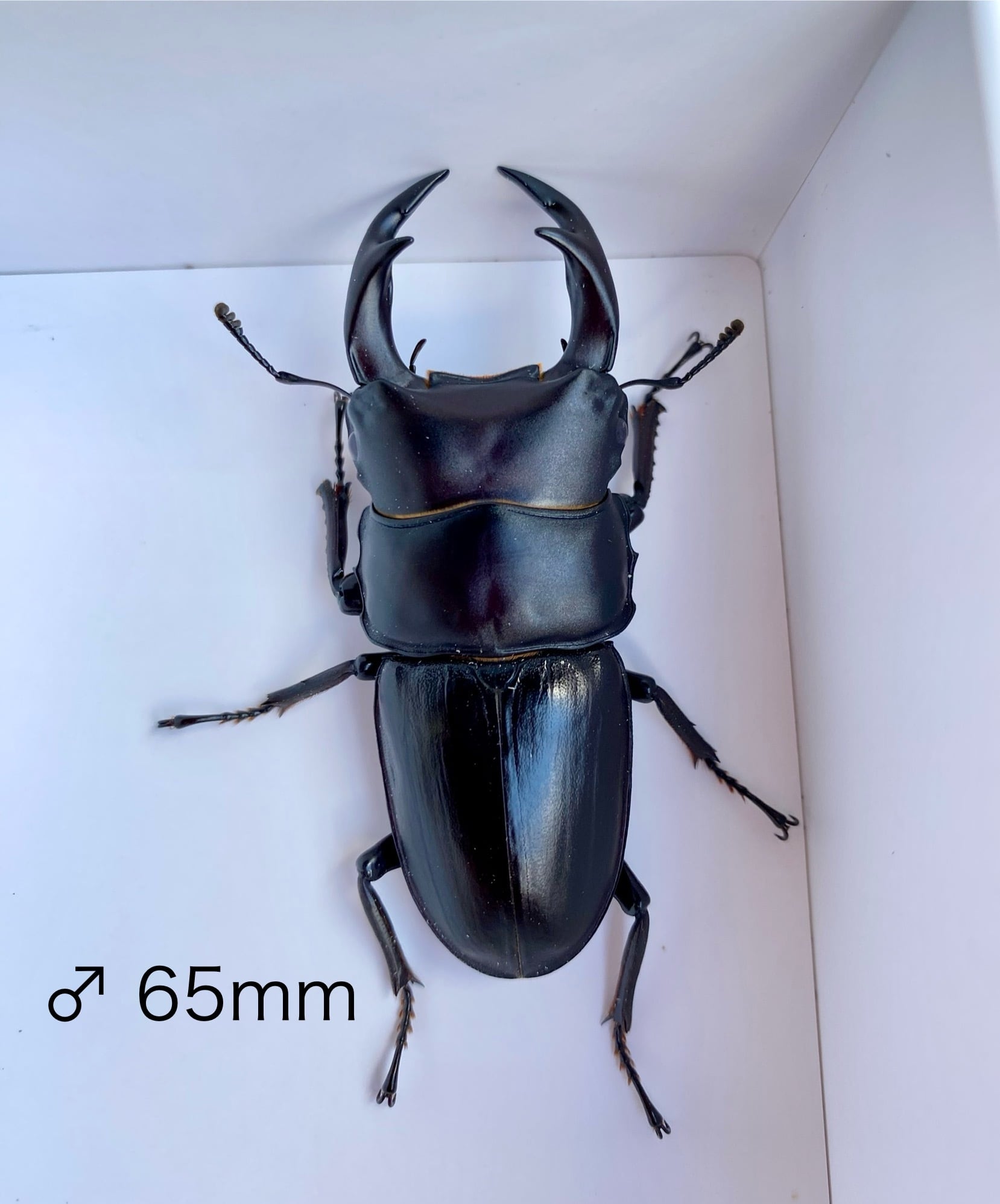 対馬産 オオクワガタ 約61ミリ 野外品 対馬産 オオクワガタ ♂65mmペア (WF1) | つしまのむし