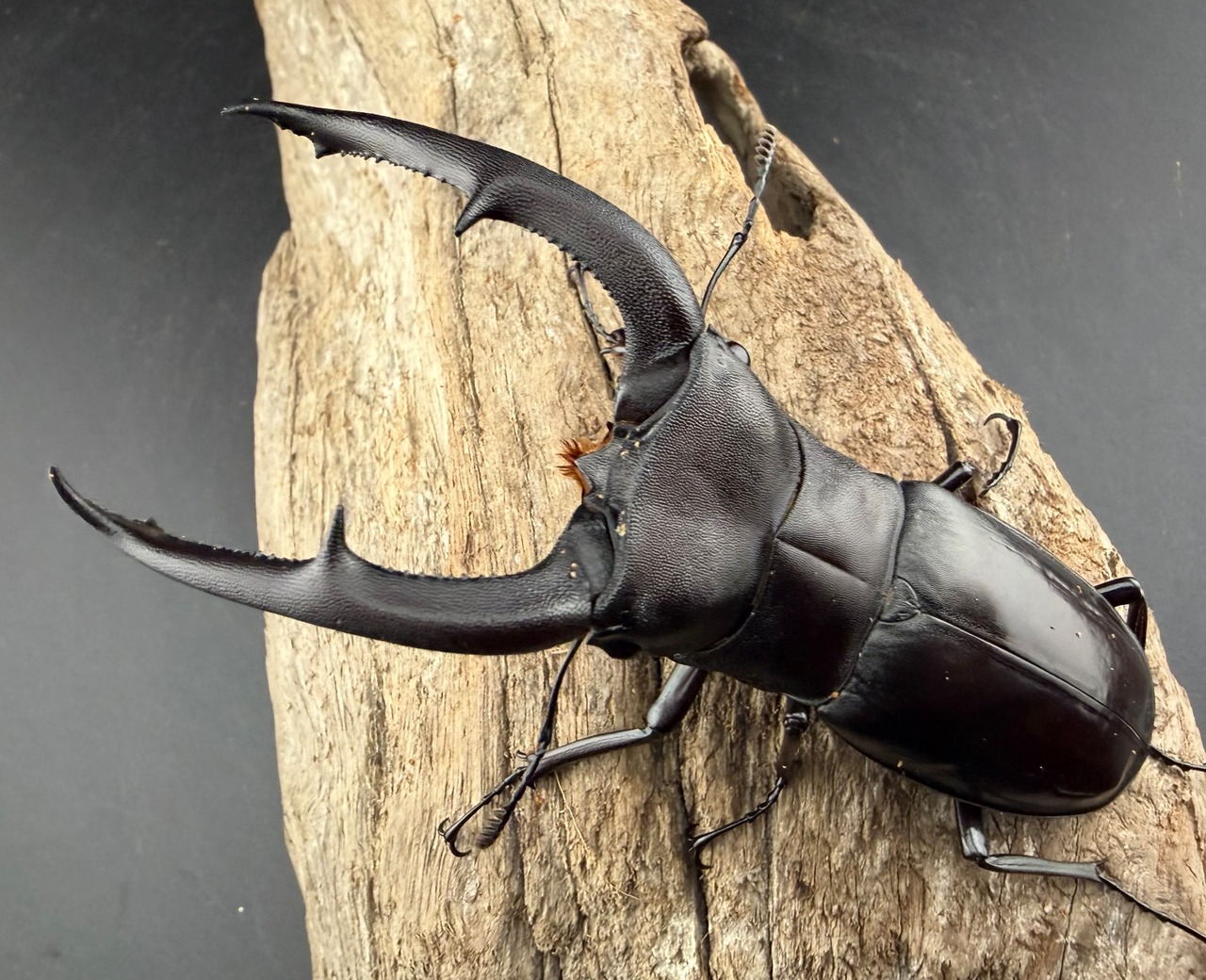 【WD】《マンディブラリスフタマタ 98mm ペア》