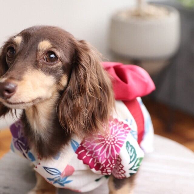 E5.pon2pan2☆現品犬浴衣 浴衣（女のコ）花盛り 半幅帯セパレートタイプ | カニンヘンダックスと