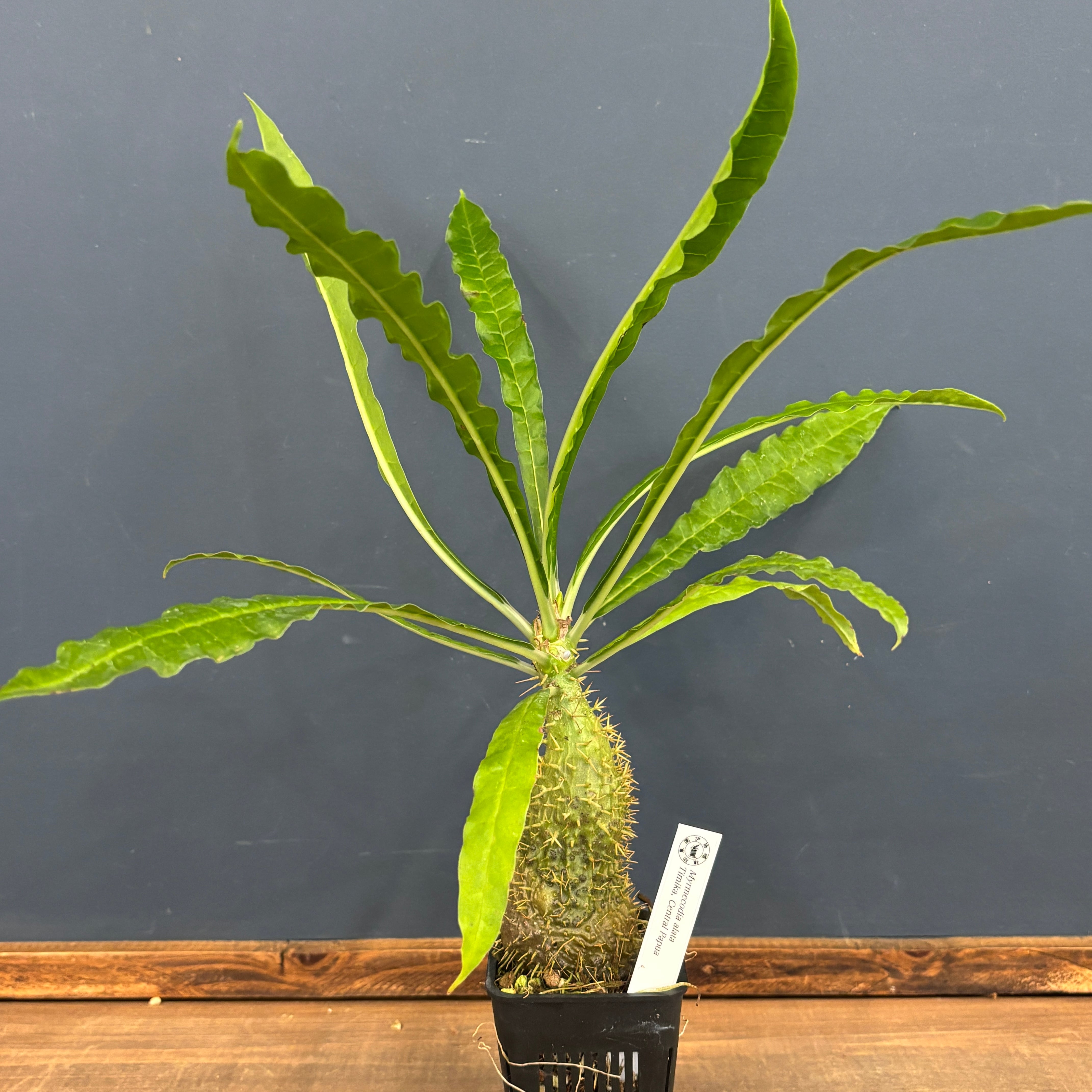 ミルメコディア アラータ myrmecodia alata 実(種子) ミルメコディア アラータ myrmecodia alata 実(種子)