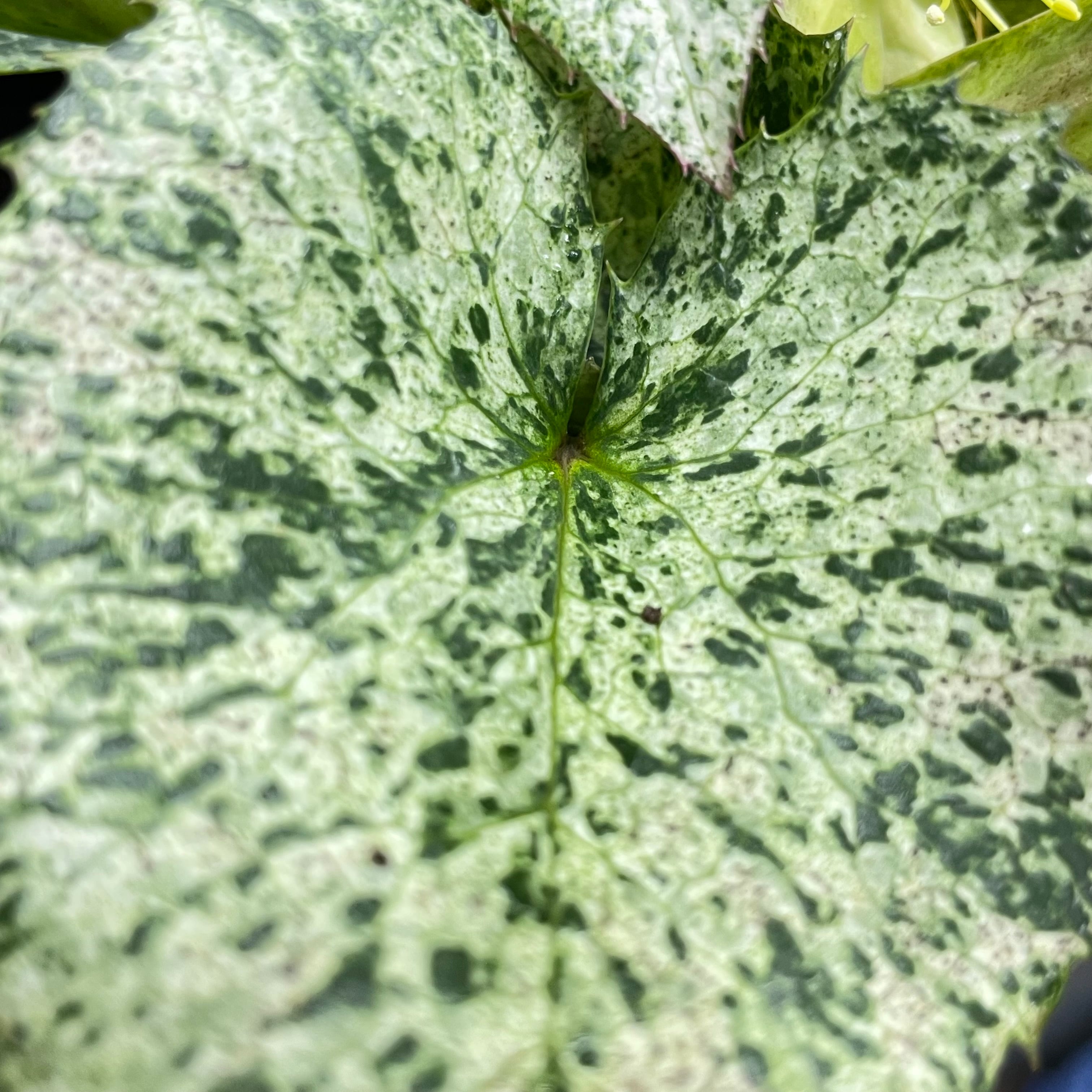 クリスマスローズ『スノーフィーバー』斑入り 5号／粉雪のような明るい