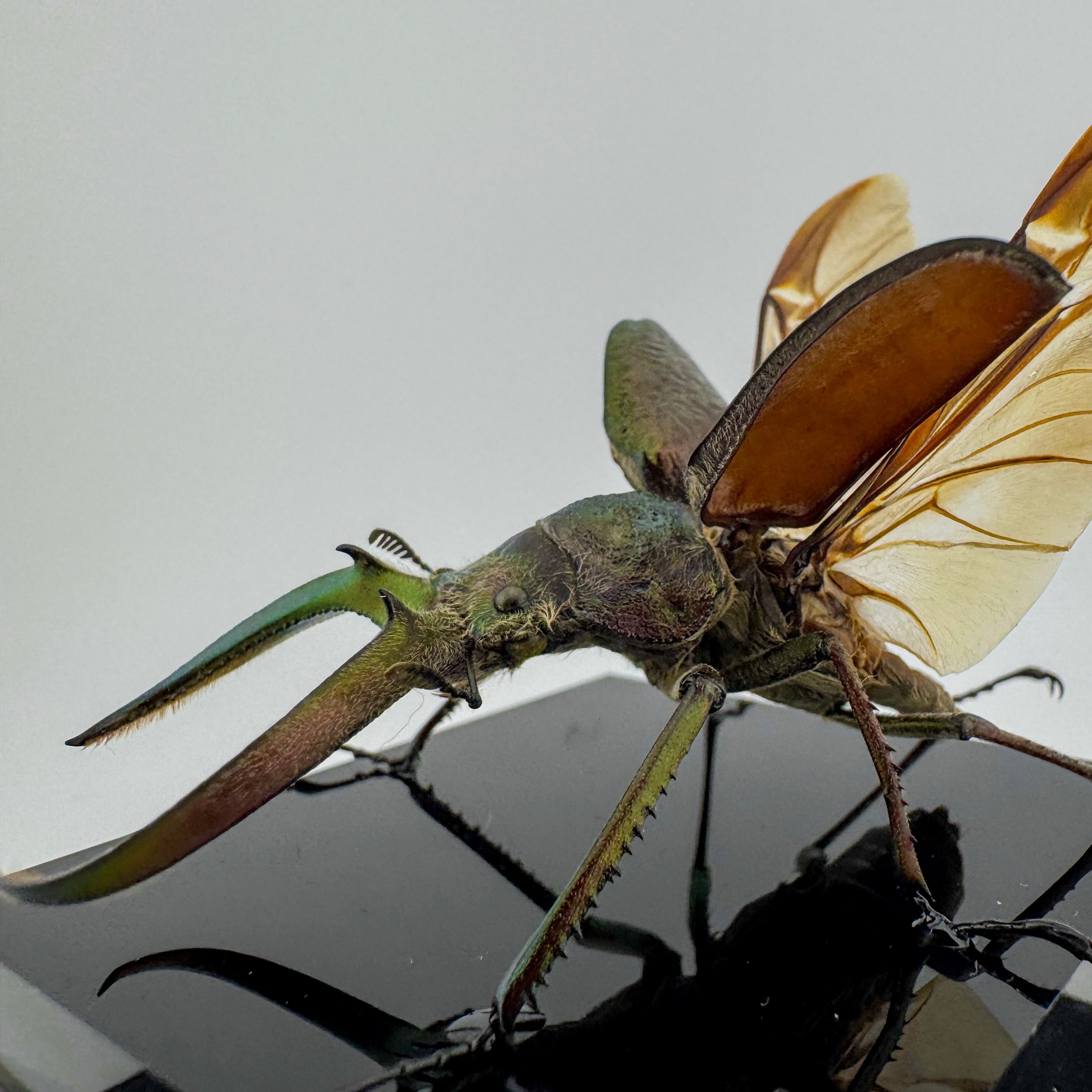 特大　シワバネクワガタ　標本 怪説・世界のクワガタ」 第6回 シワバネクワガタ (1)