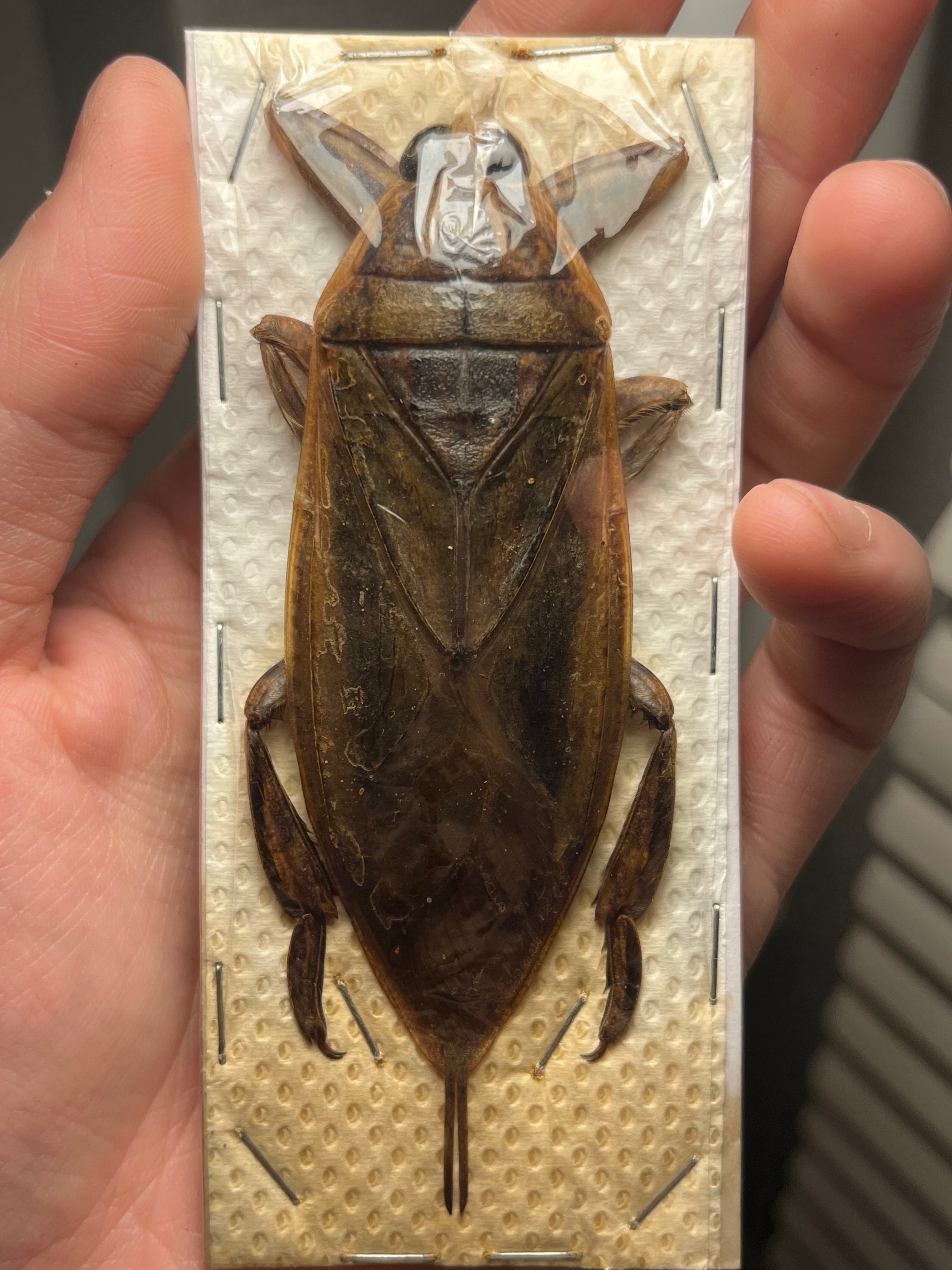 標本 | オモニキチュウ