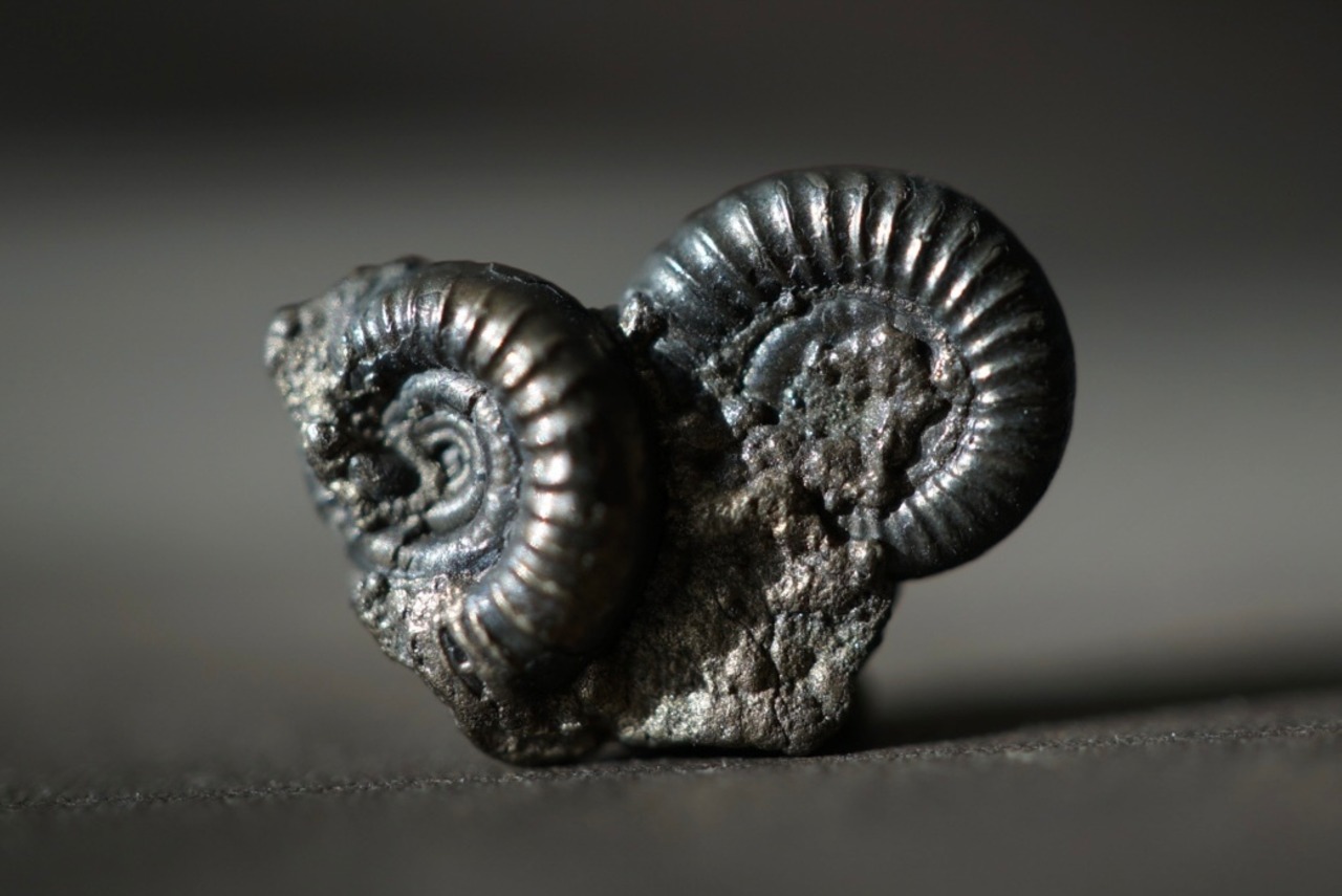 イギリス産黄鉄鉱化アンモナイト  Pyritized Ammonite 1513