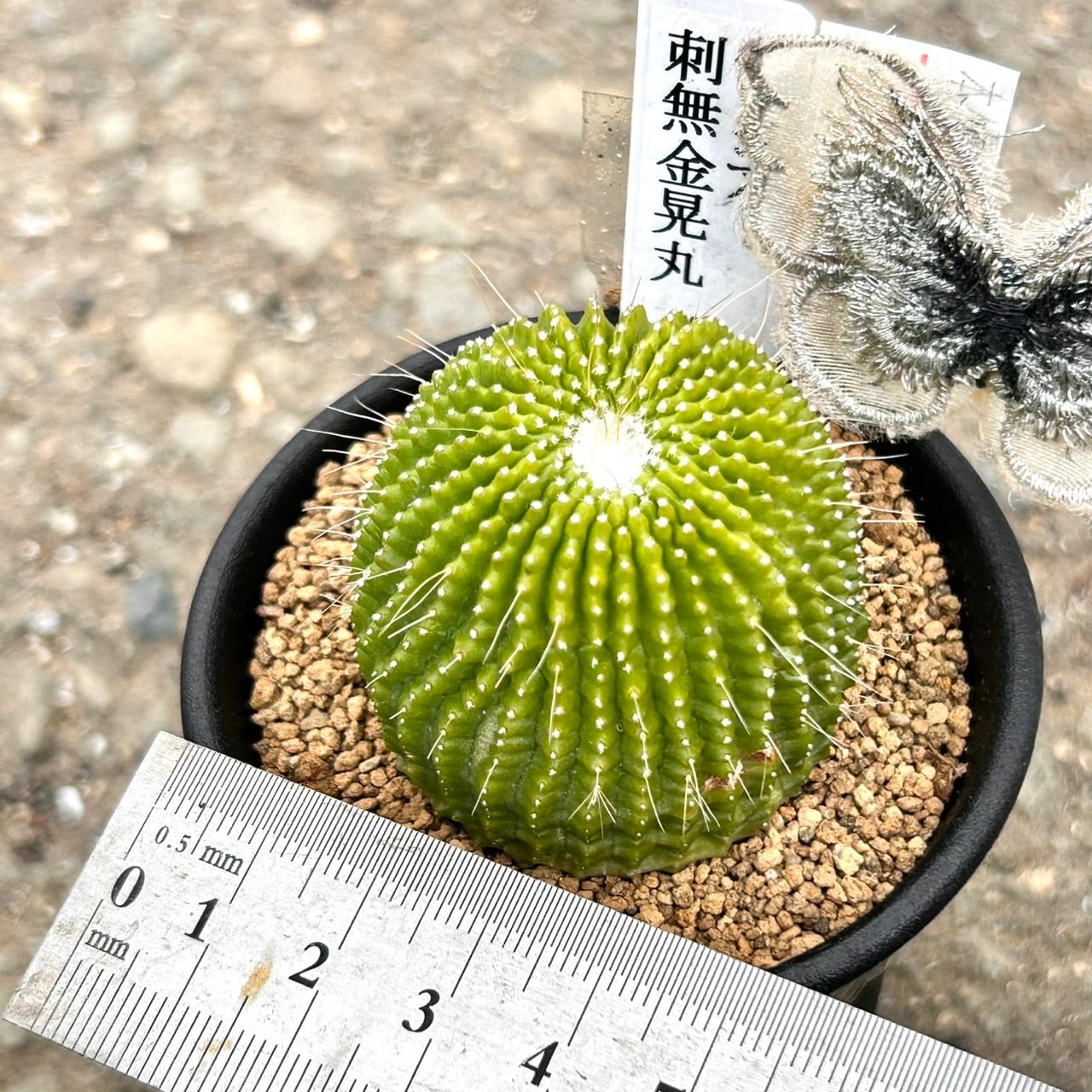 T)パロジア 刺無金晃丸 | RuPo 多肉植物専門店