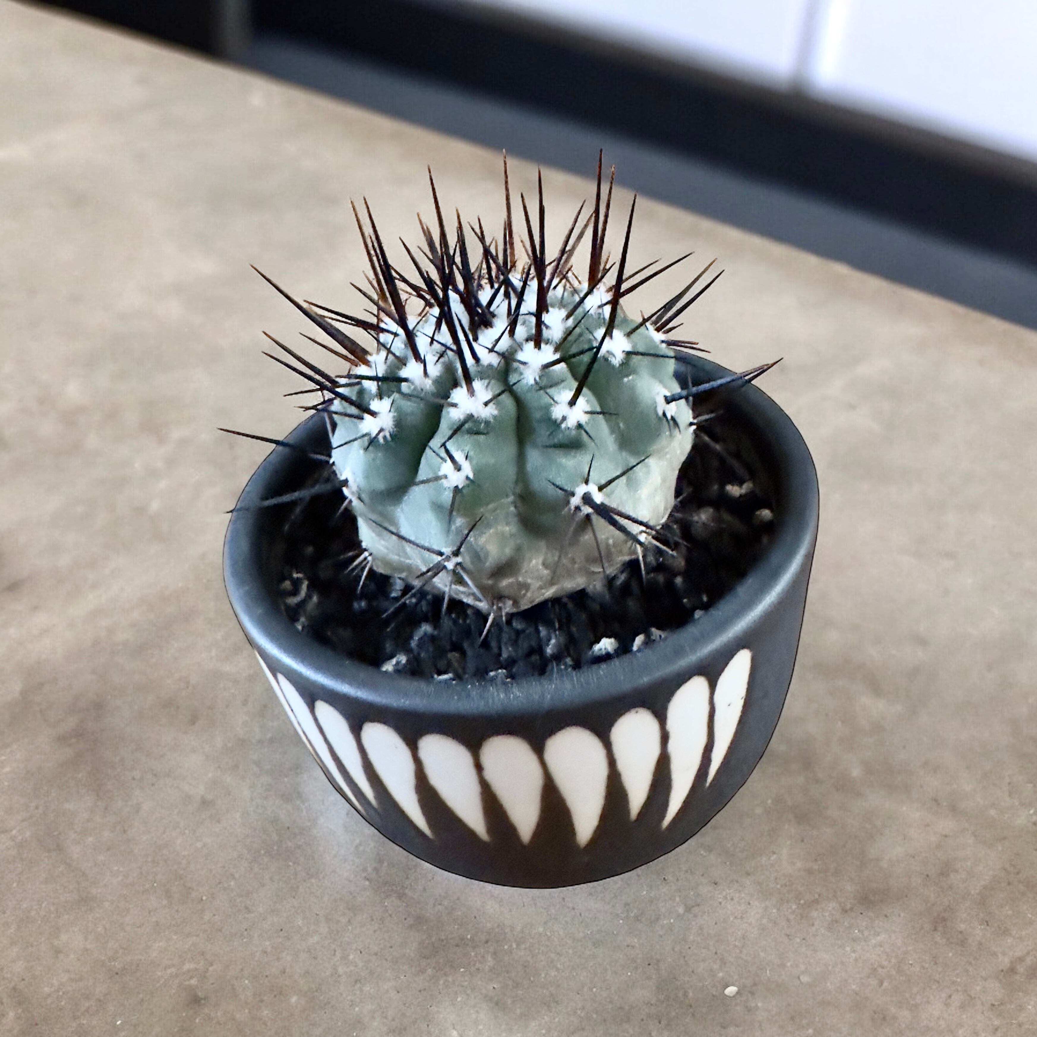 copiapoa chinerea コピアポア シネレア 黒王丸【観葉植物 copiapoa chinerea コピアポア シネレア 黒王丸【観葉植物