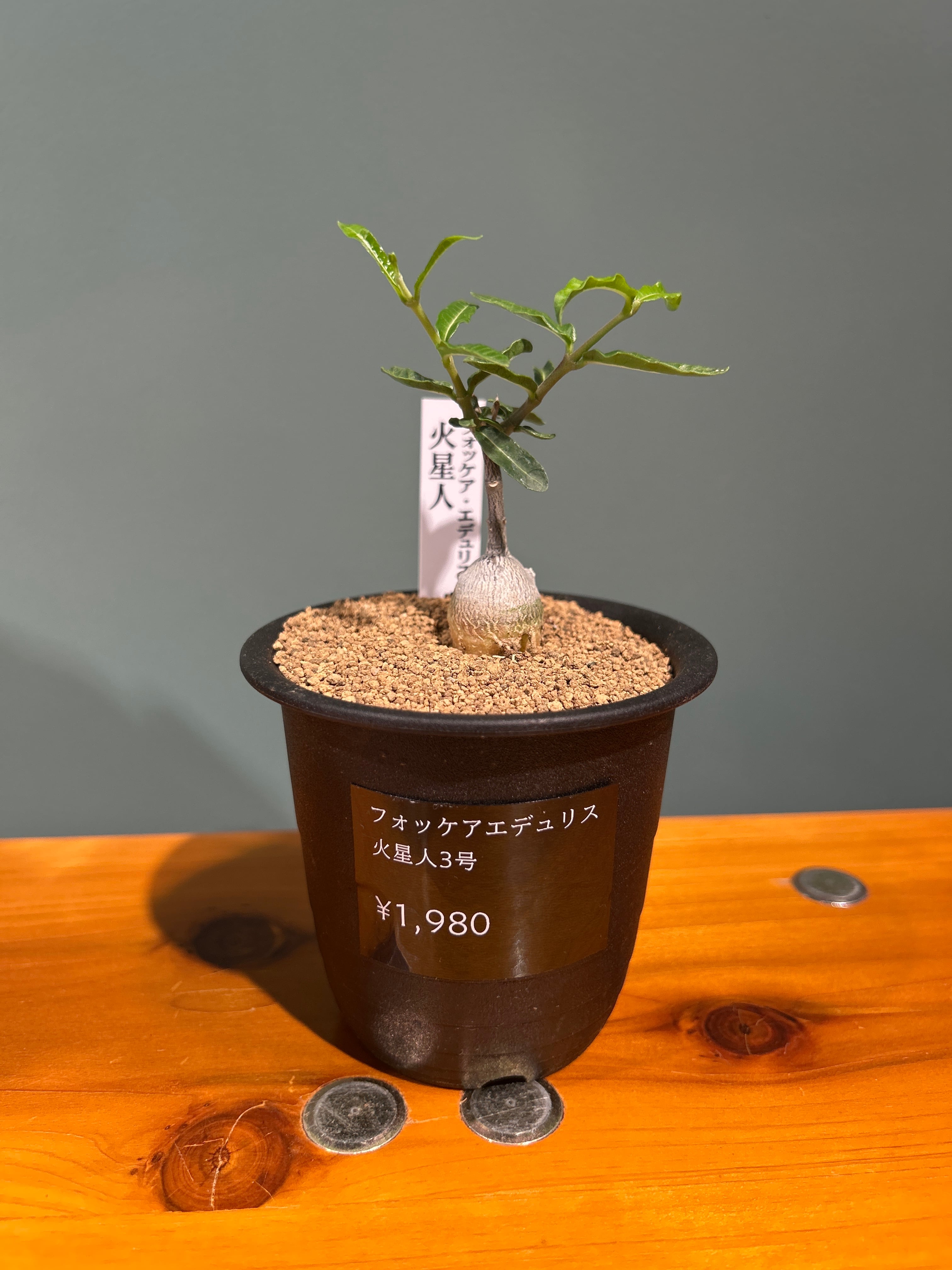 センナ メリディオナリス2.5号 | 植物との暮らし apricot